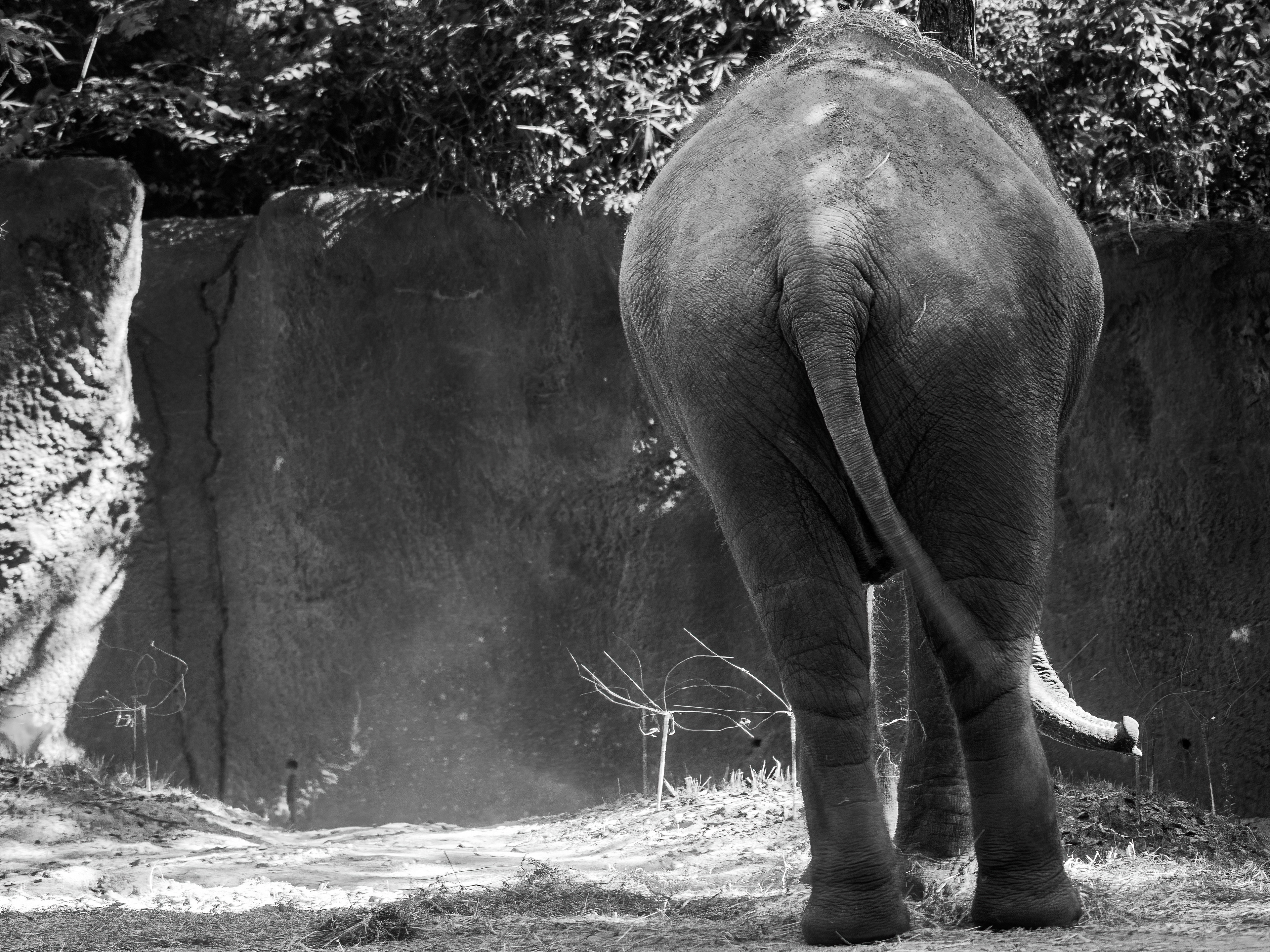 Elephant Rear View