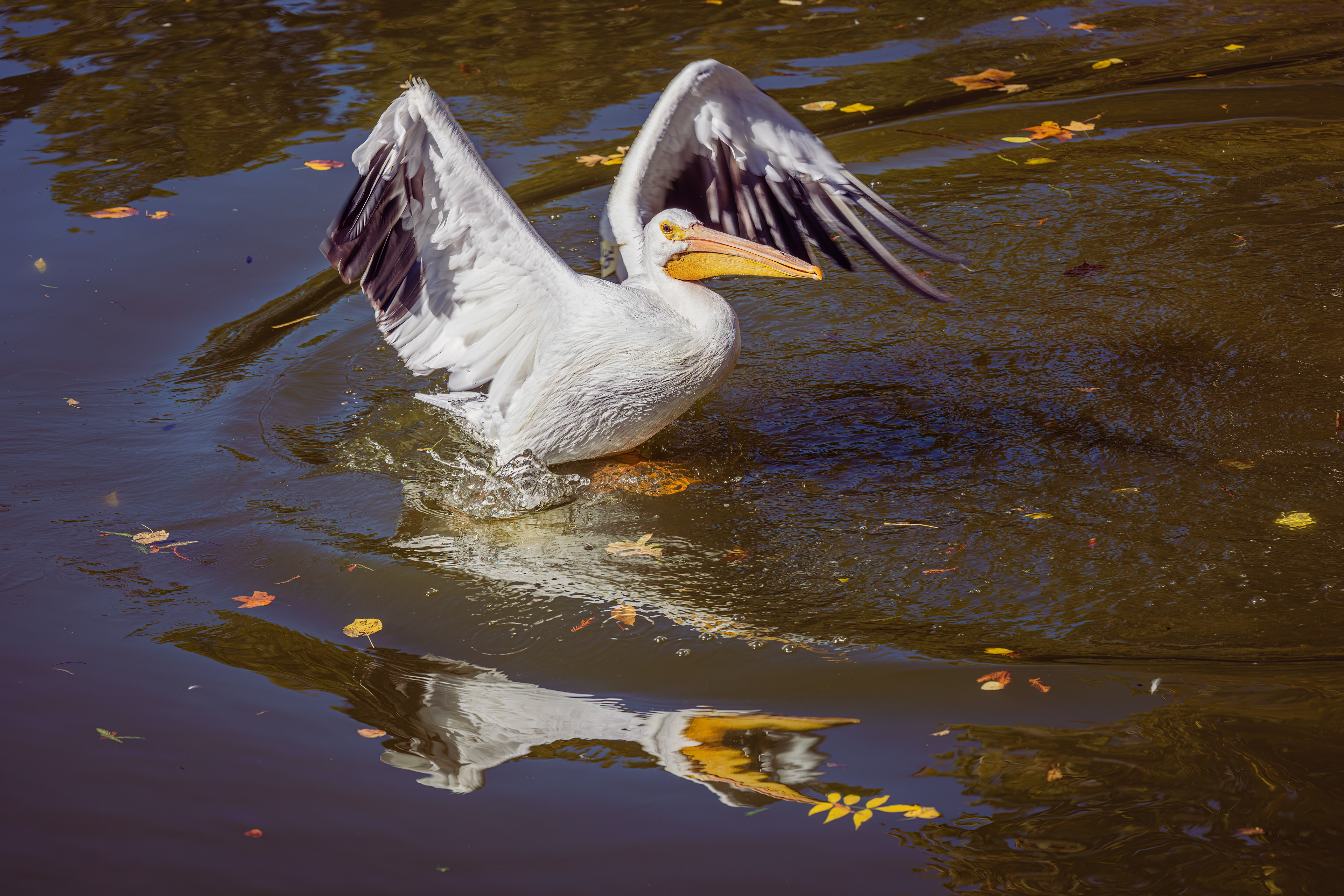 American Pelican