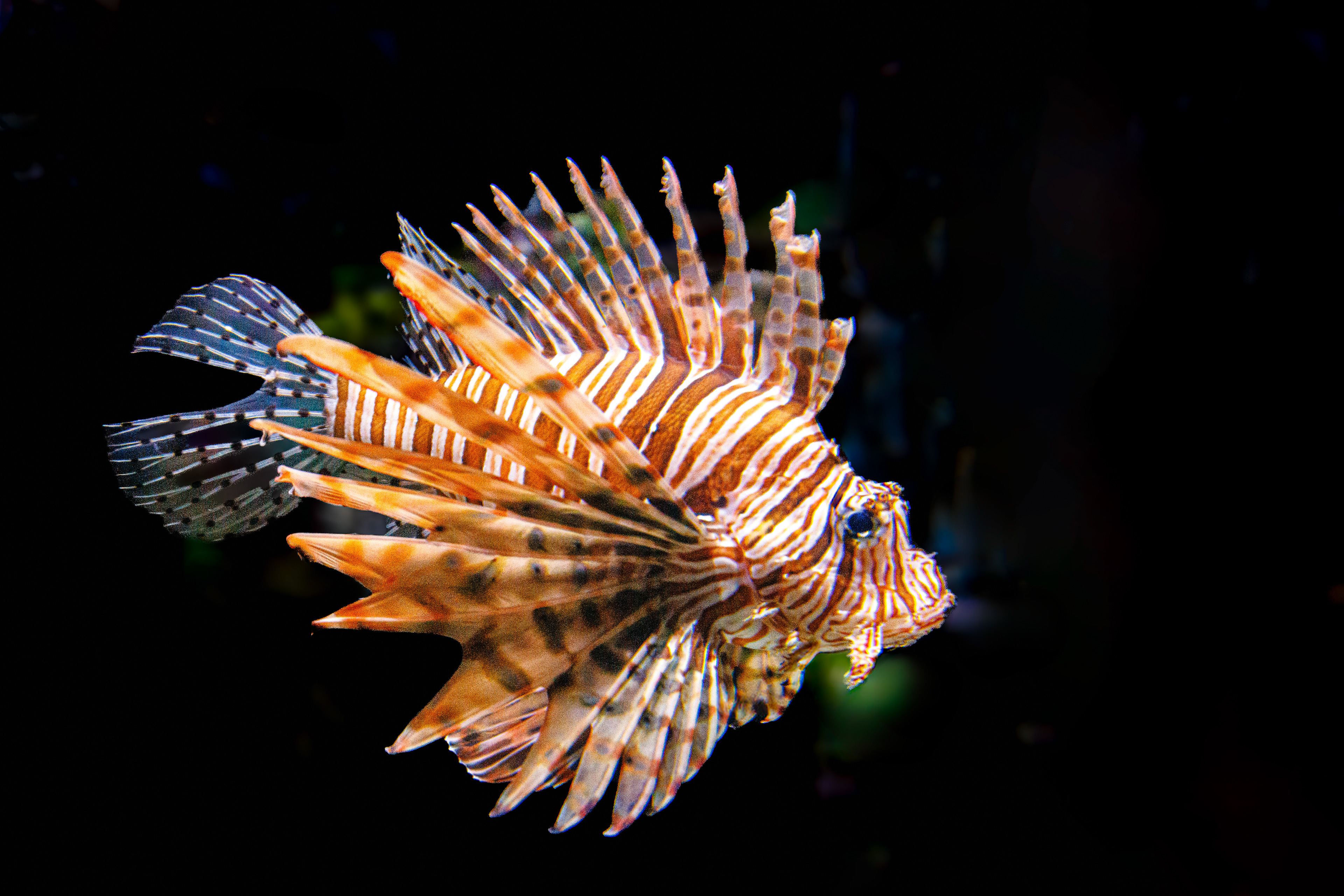 Lionfish - Bass Pro Shop