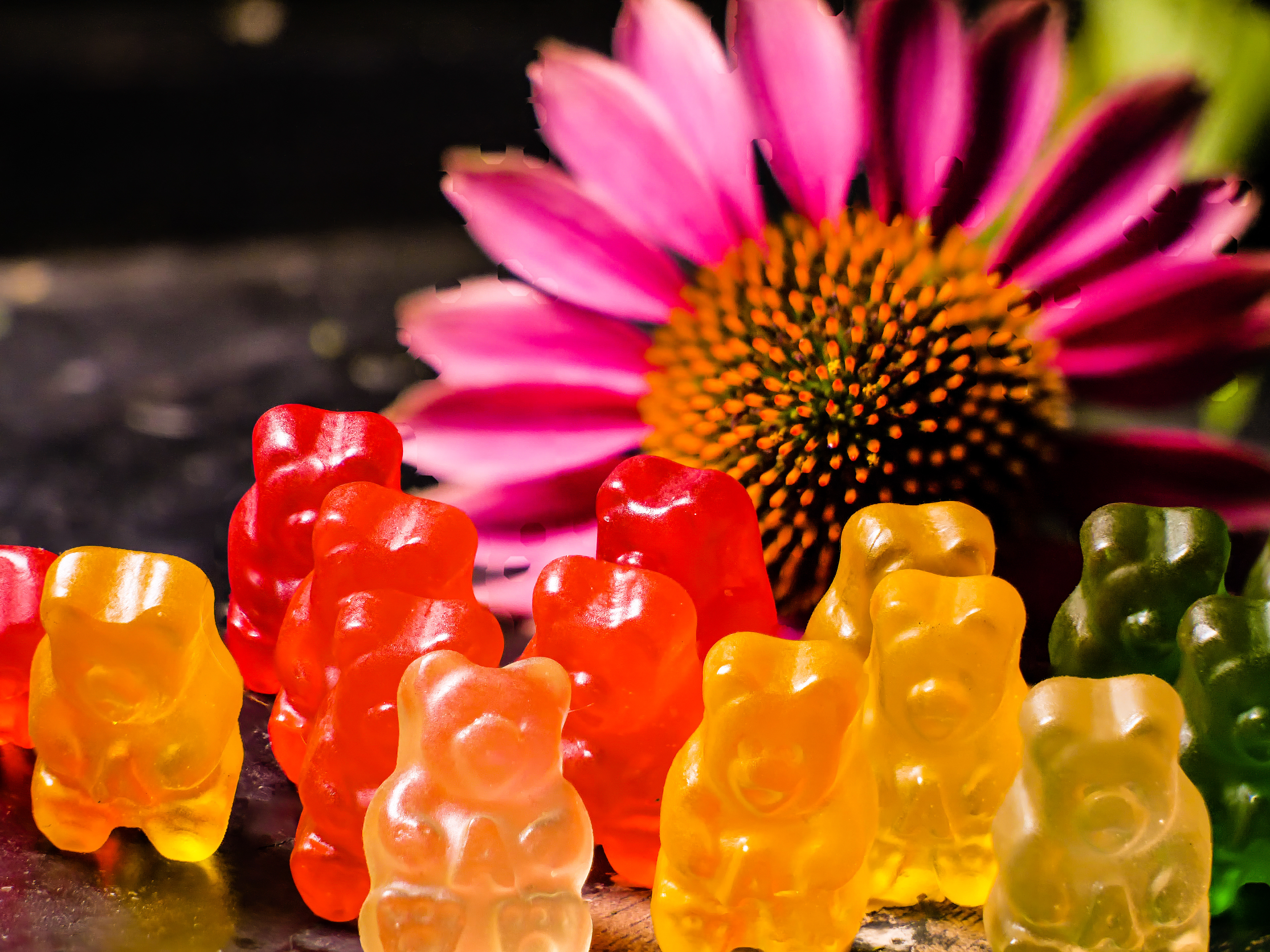 Gummi Bear :}
