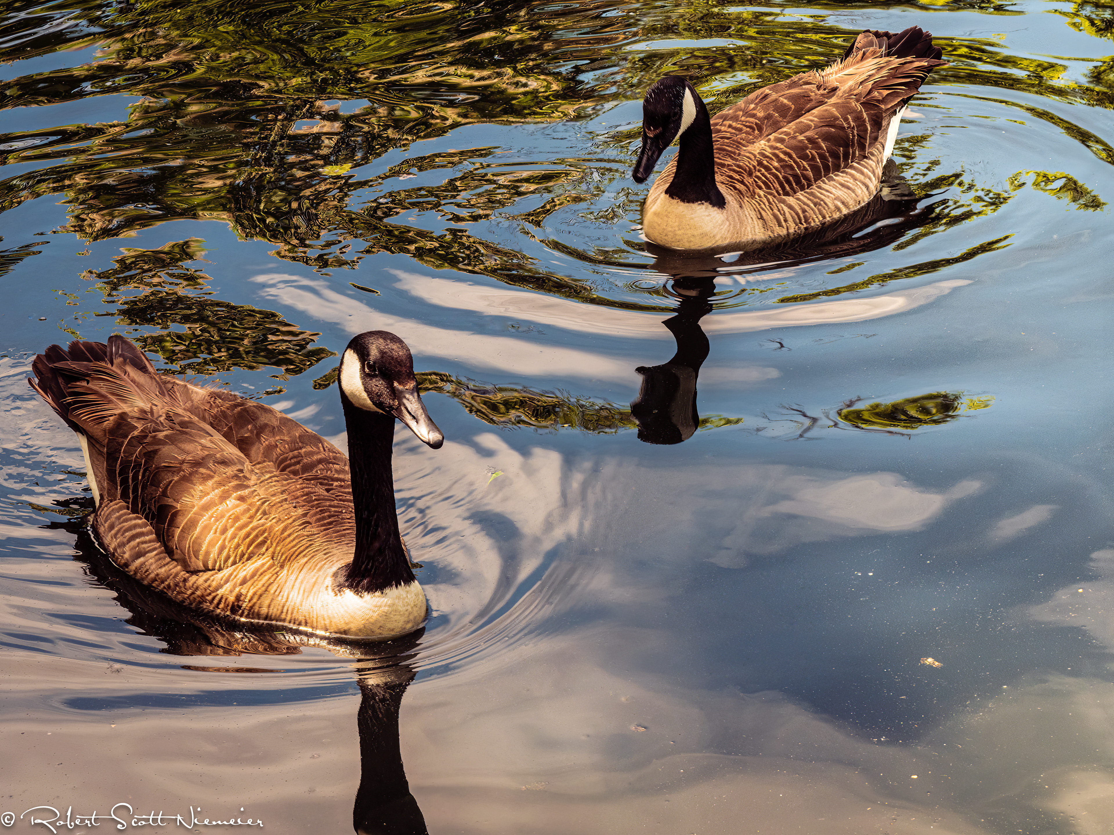 Two Canadian Geese enjoying their reflections