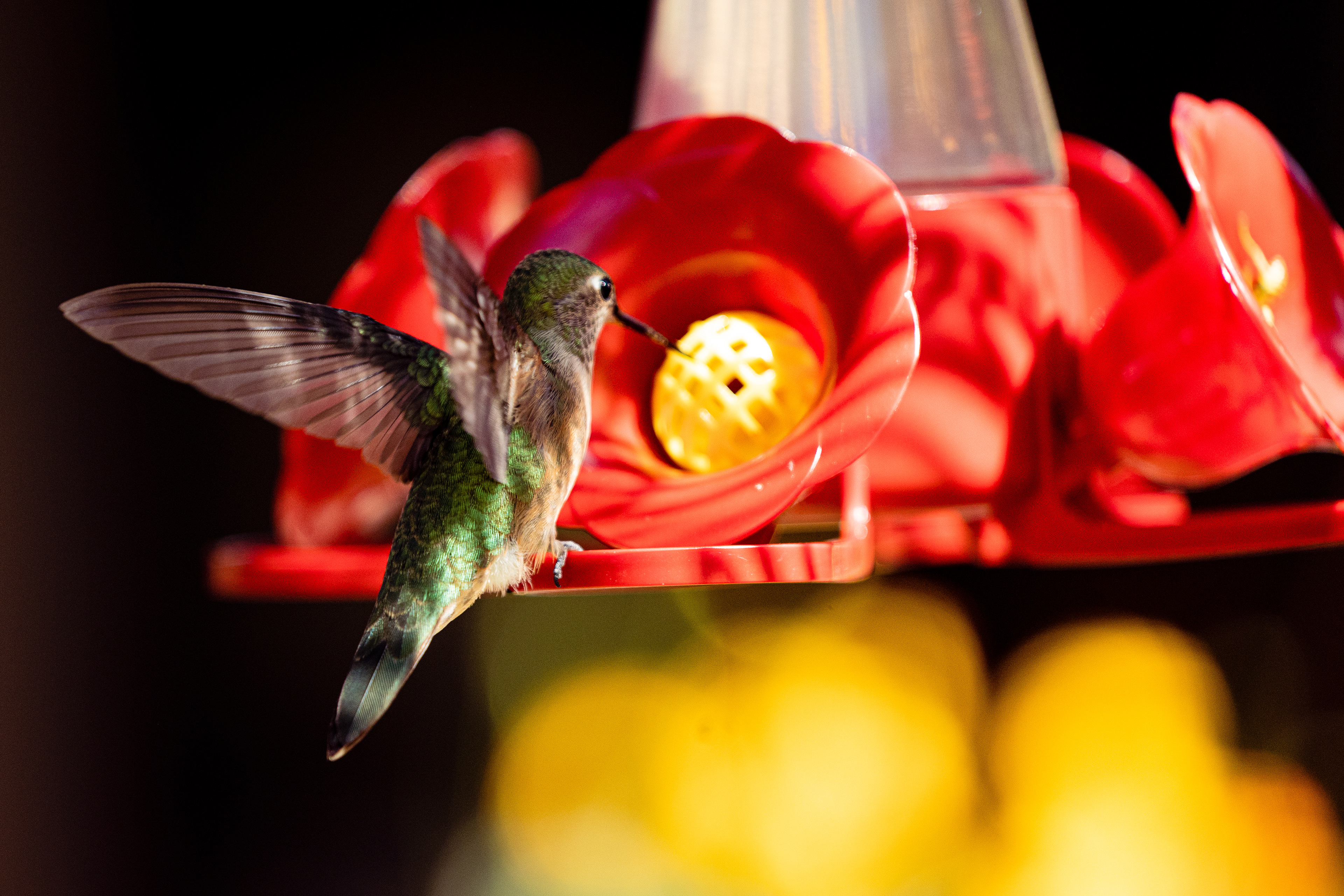 Hummingbird