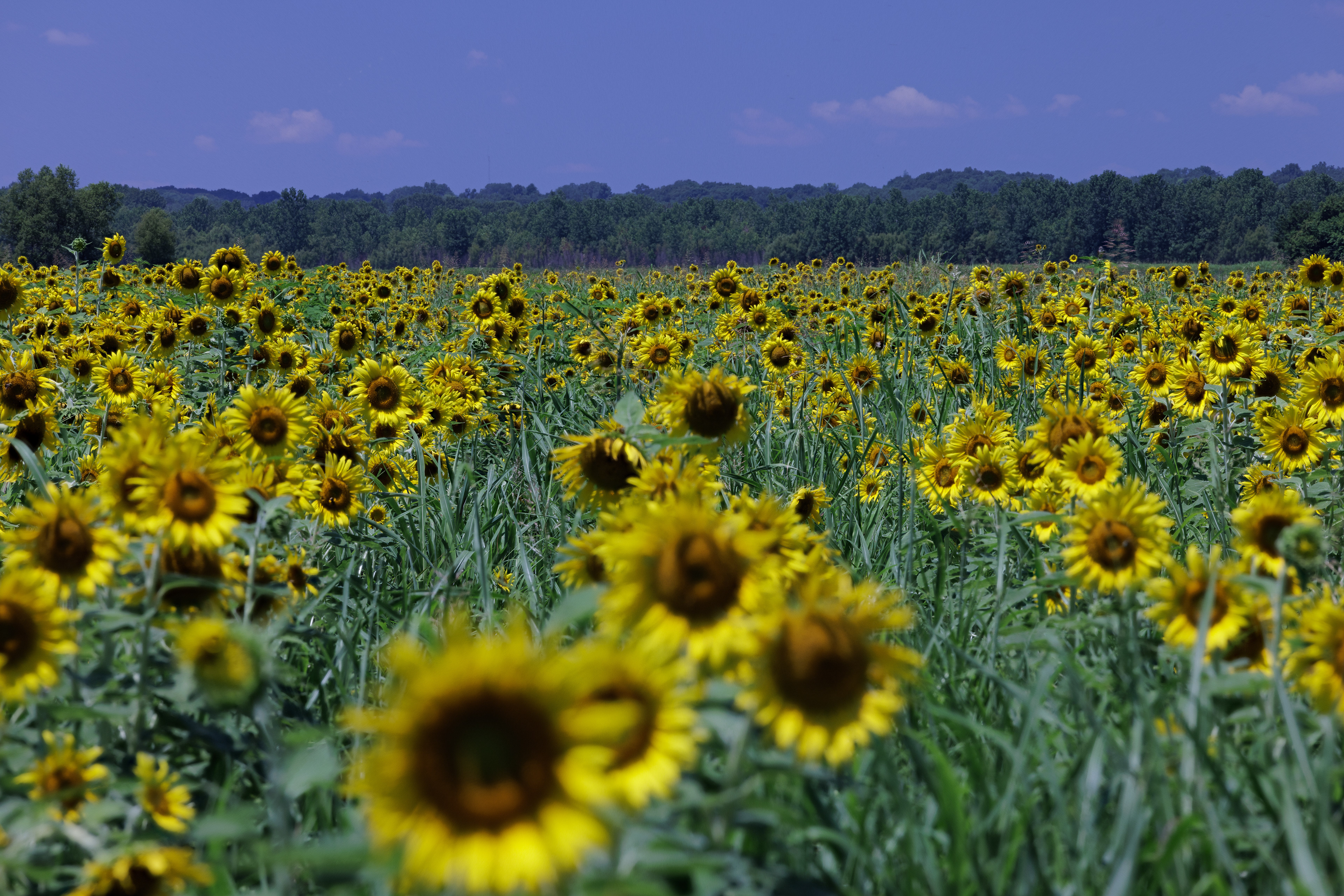 Sunflower Field