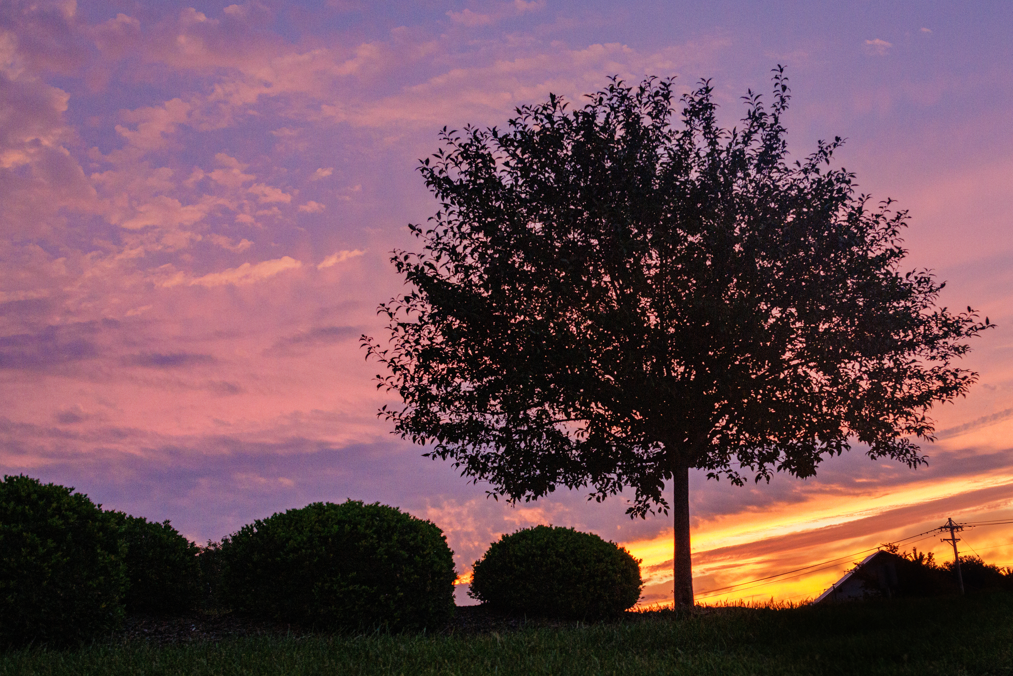 Lone Tree, Red Dawn