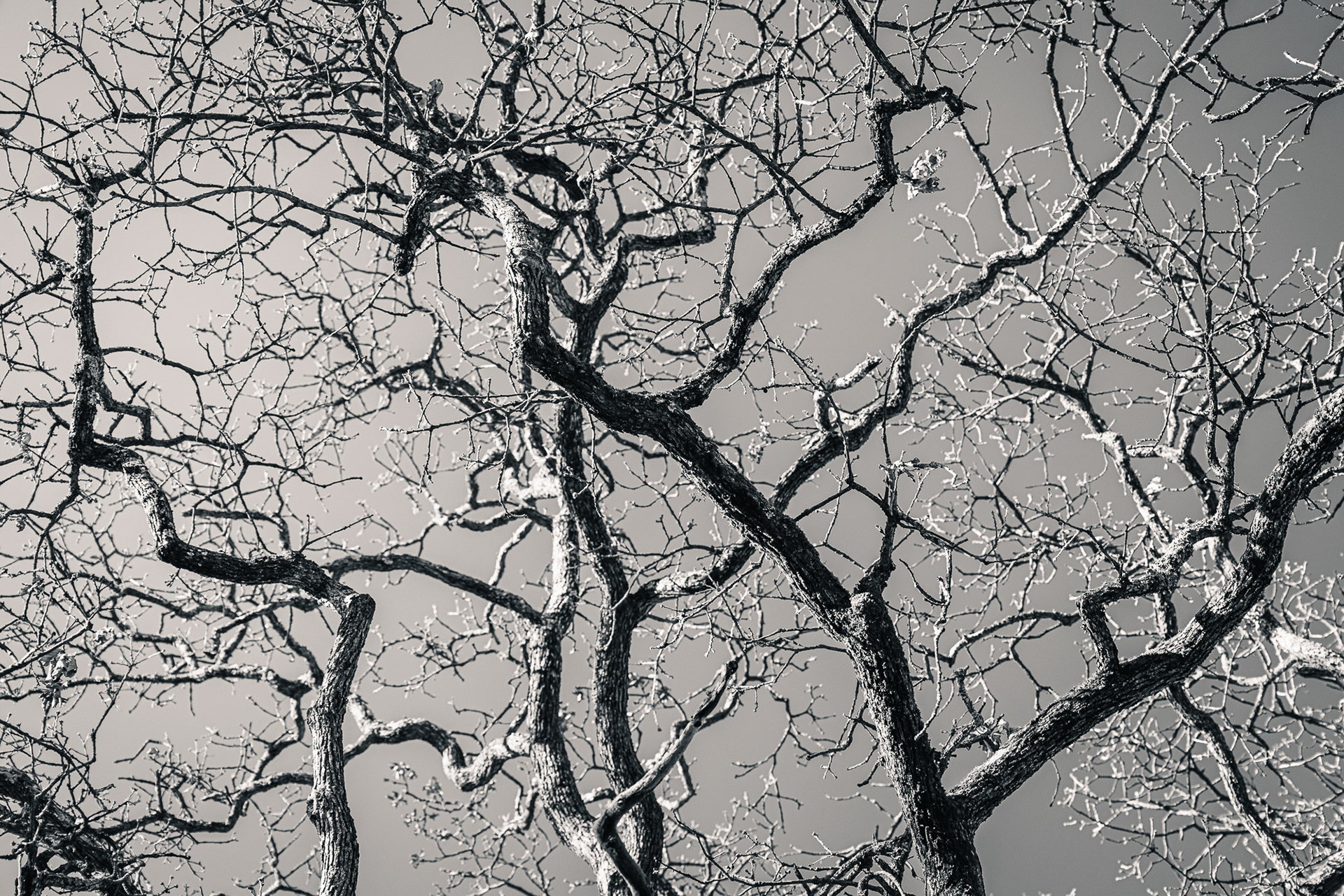 Monochrome Tree