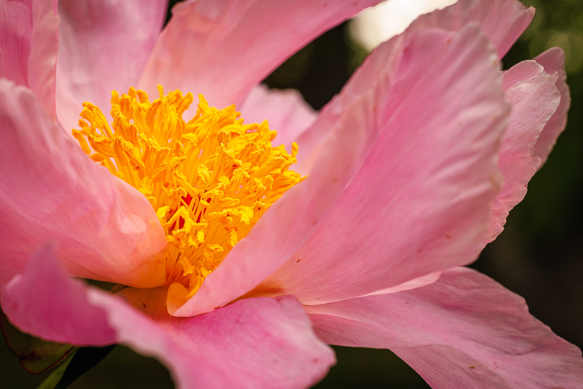 Macro Peony