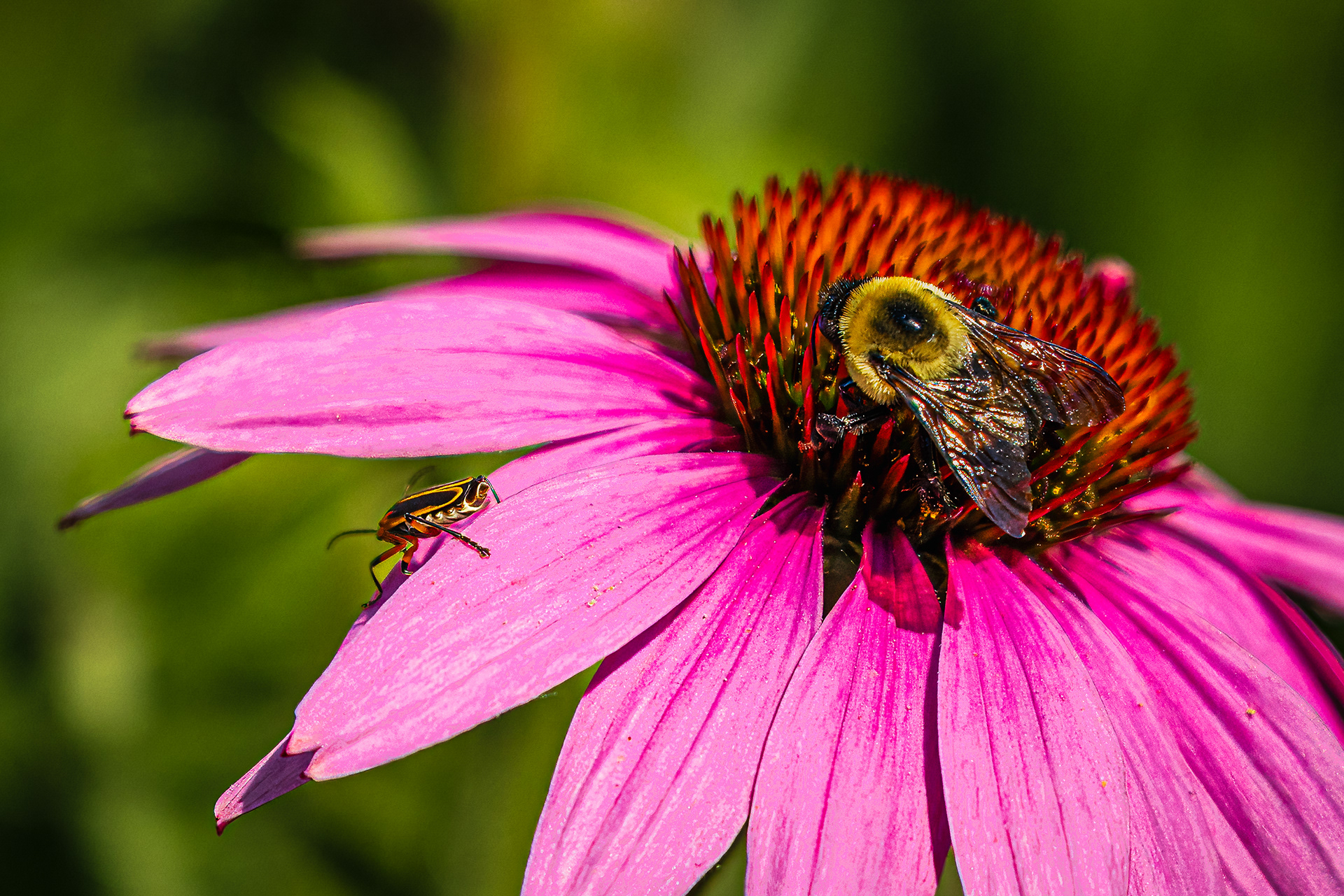 Bee and ??