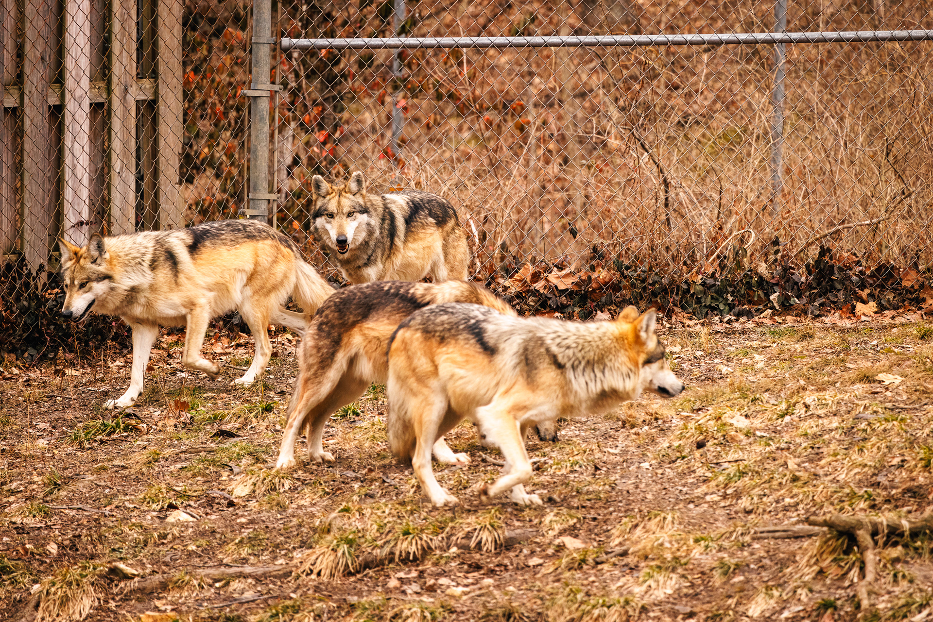 Wolf Brothers
