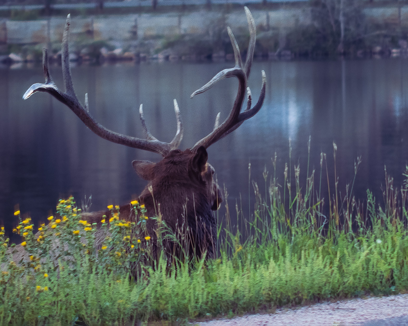 Elk by Lake