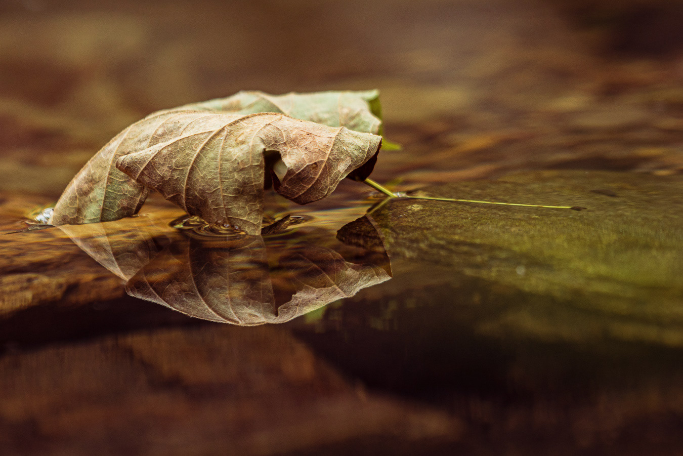 Leaf Floating, Missouri