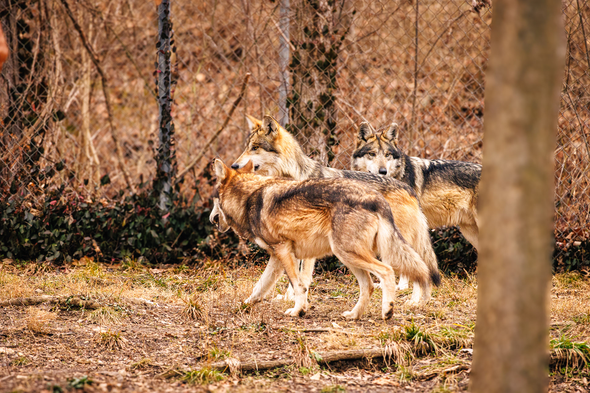 Wolf Brothers