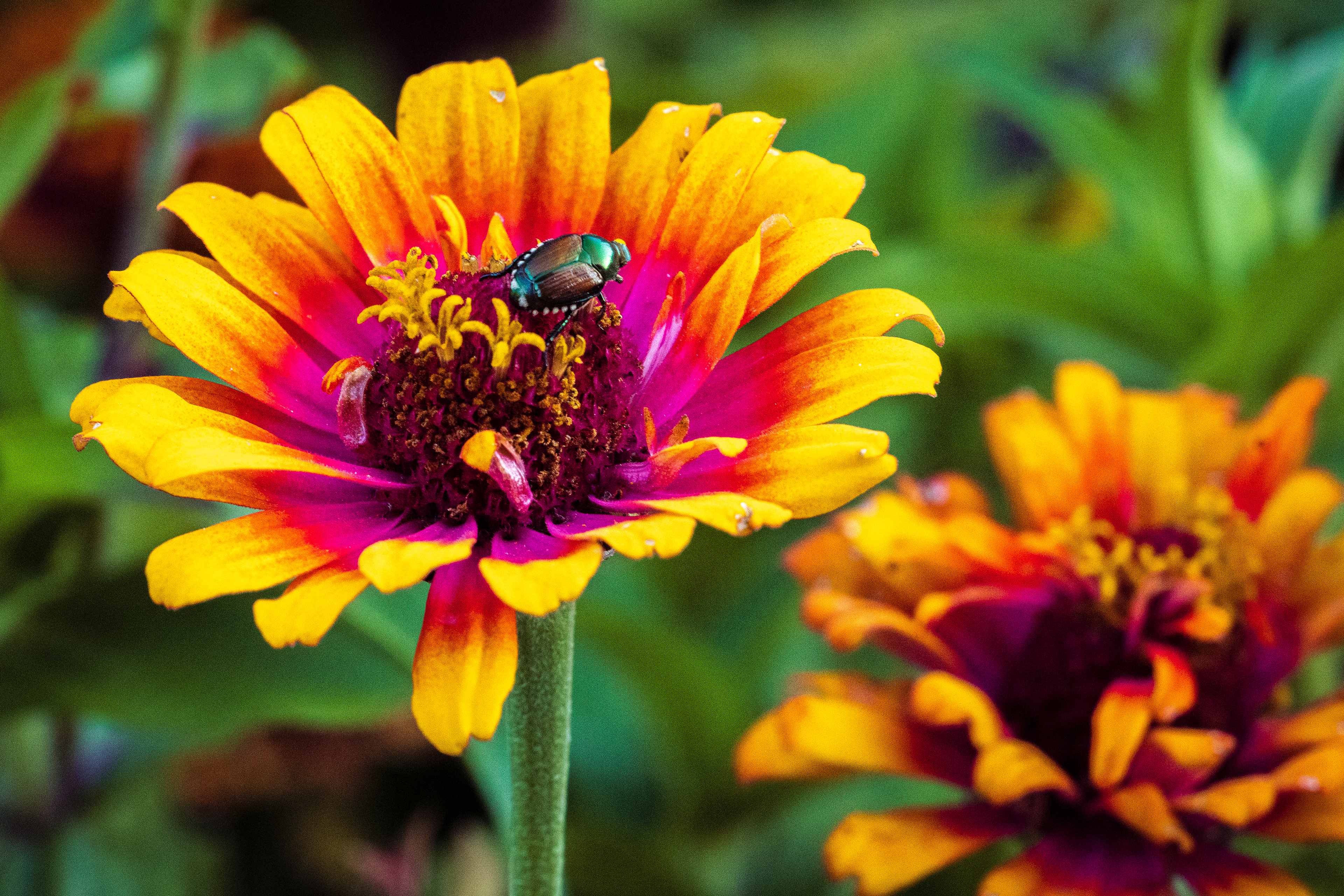 Green Bug on Flower
