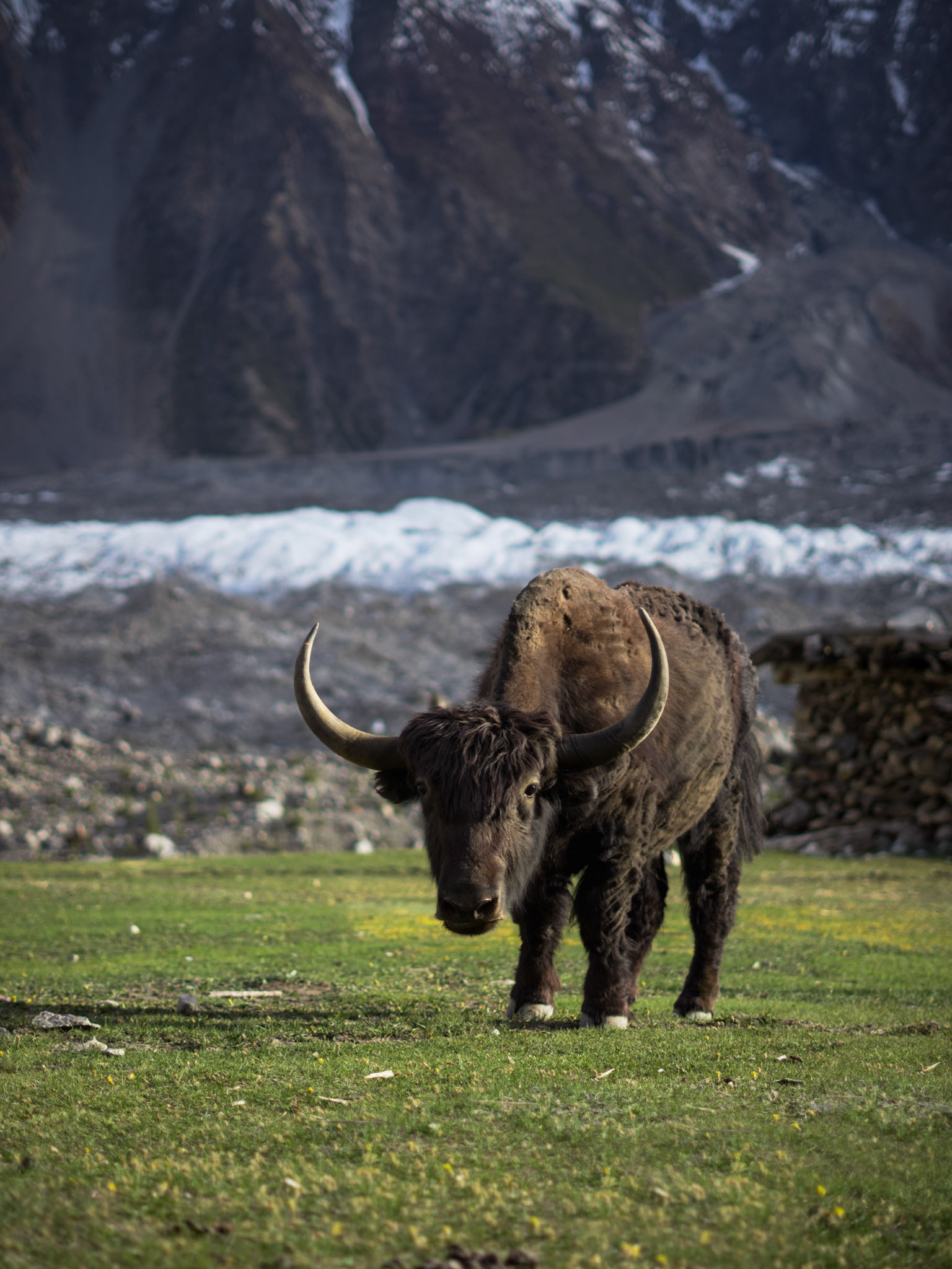 "Panda, the Yak": Yashperth, Gojal Valley, Pakistan, May 2022. Reference 6.