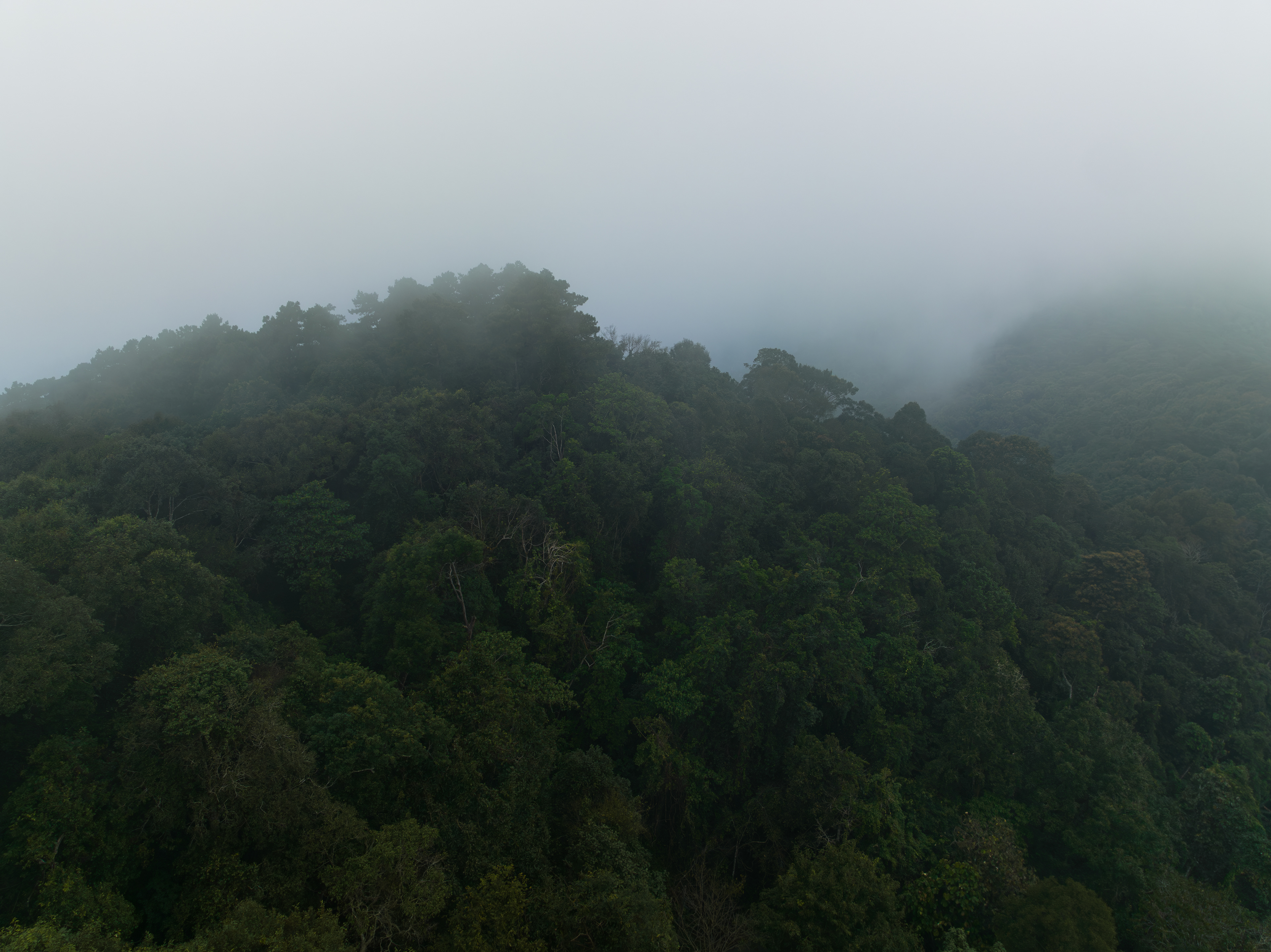 Aerial view of cloudy forest in Doi Suthep, Chiang Mai, Thailand