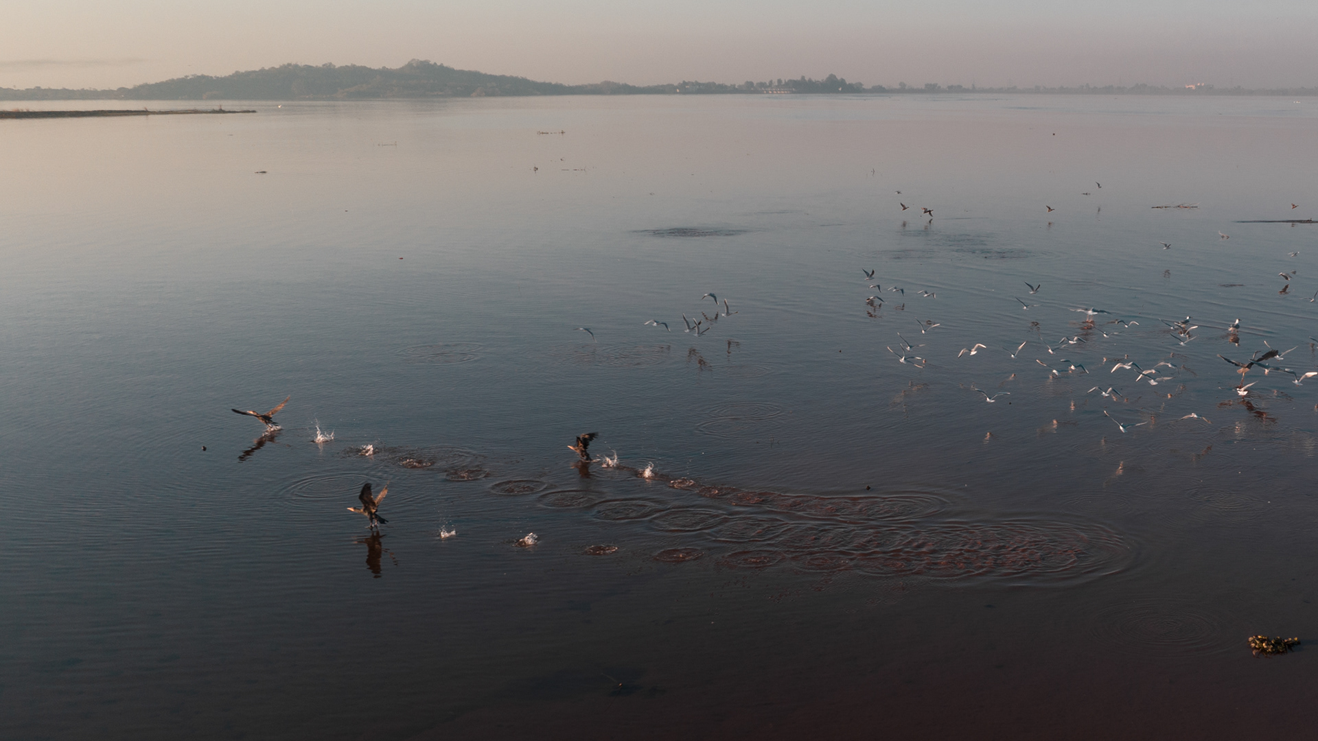 "Cormorants taking off?". Bani Gala, Pakistan. January 2023