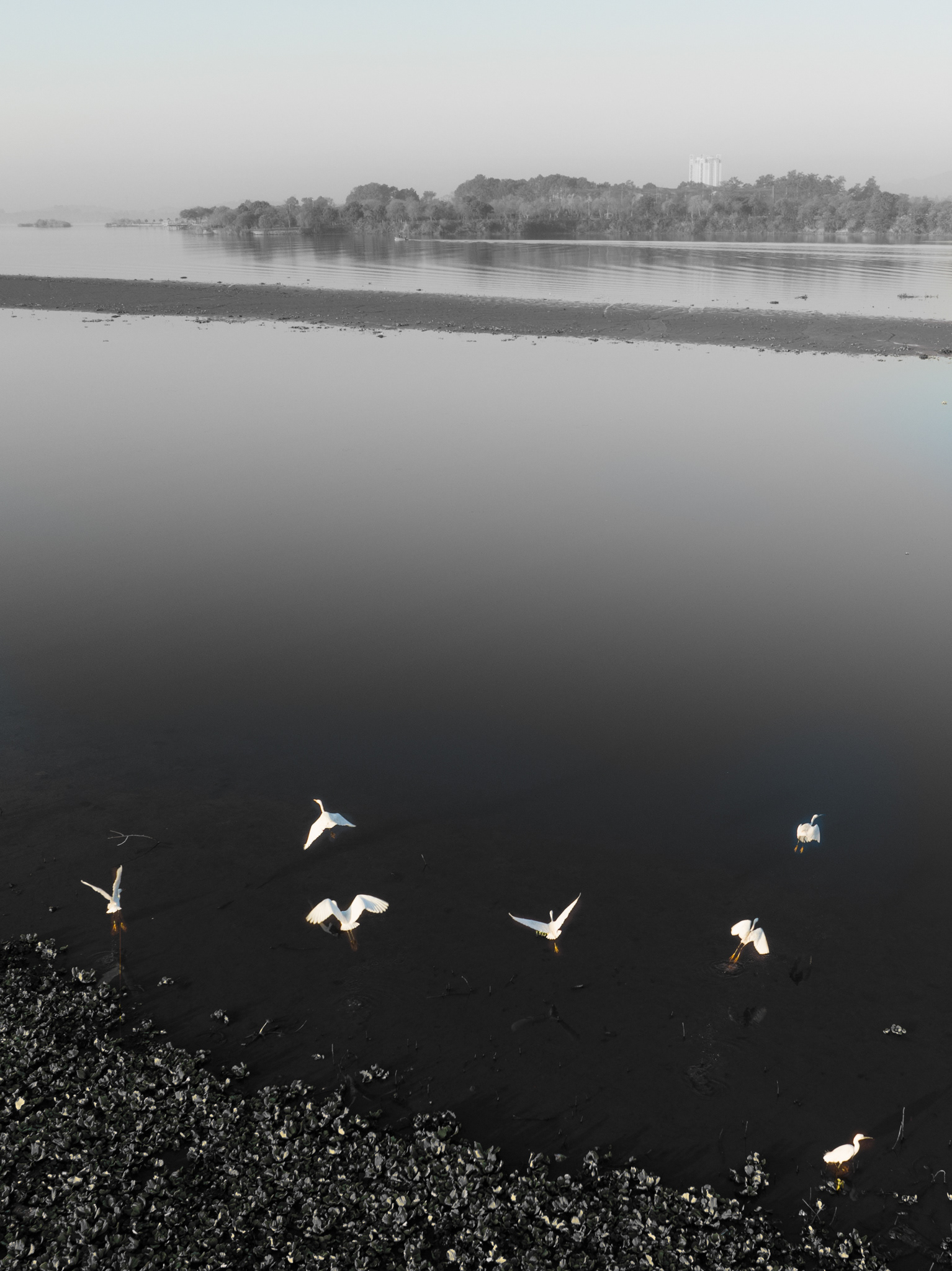 "Drone bird photography", Bani Gala, Pakistan. January 2023.