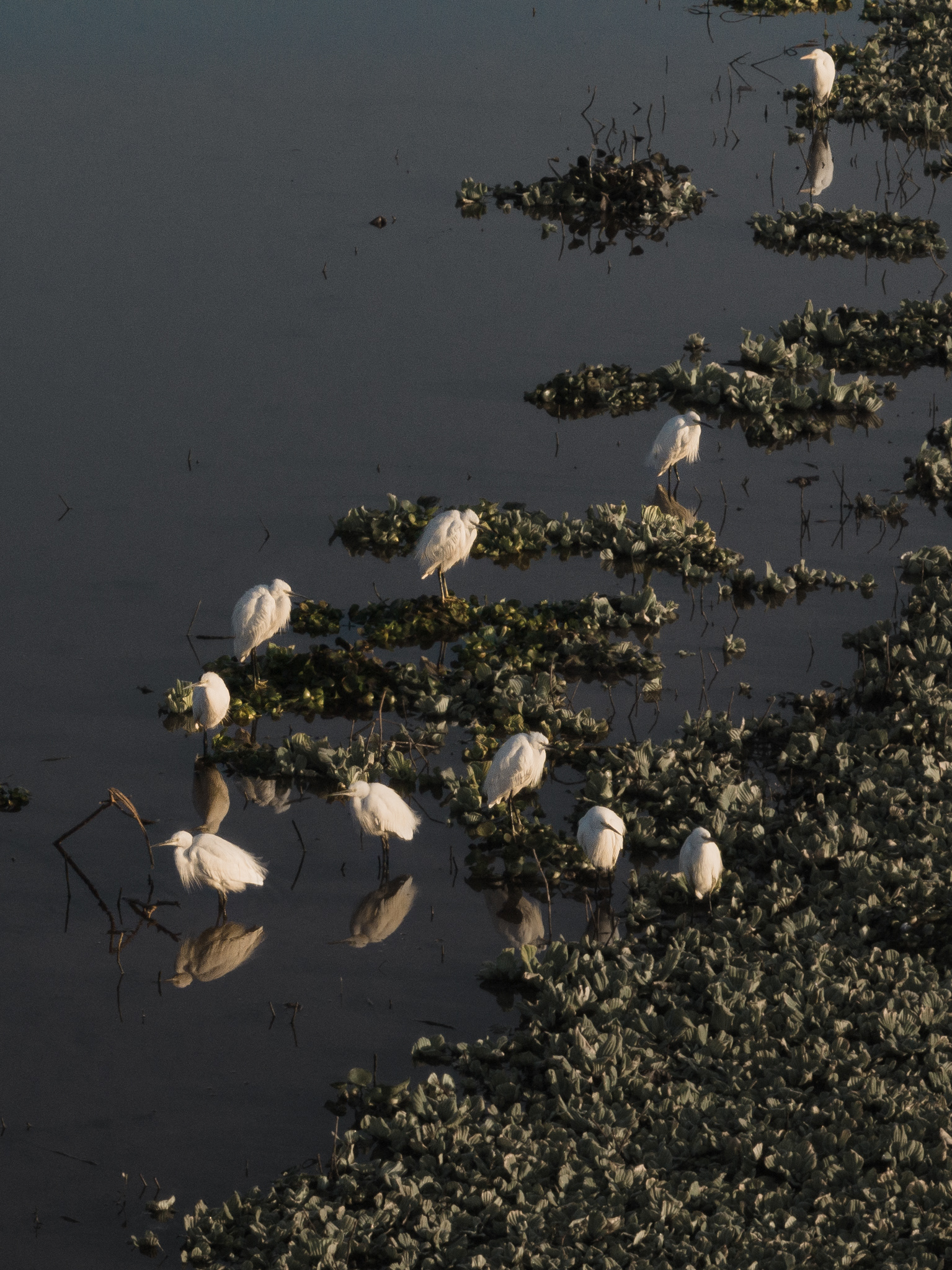 "Chilling Herons" Bani Gala, Pakistan, January 2023