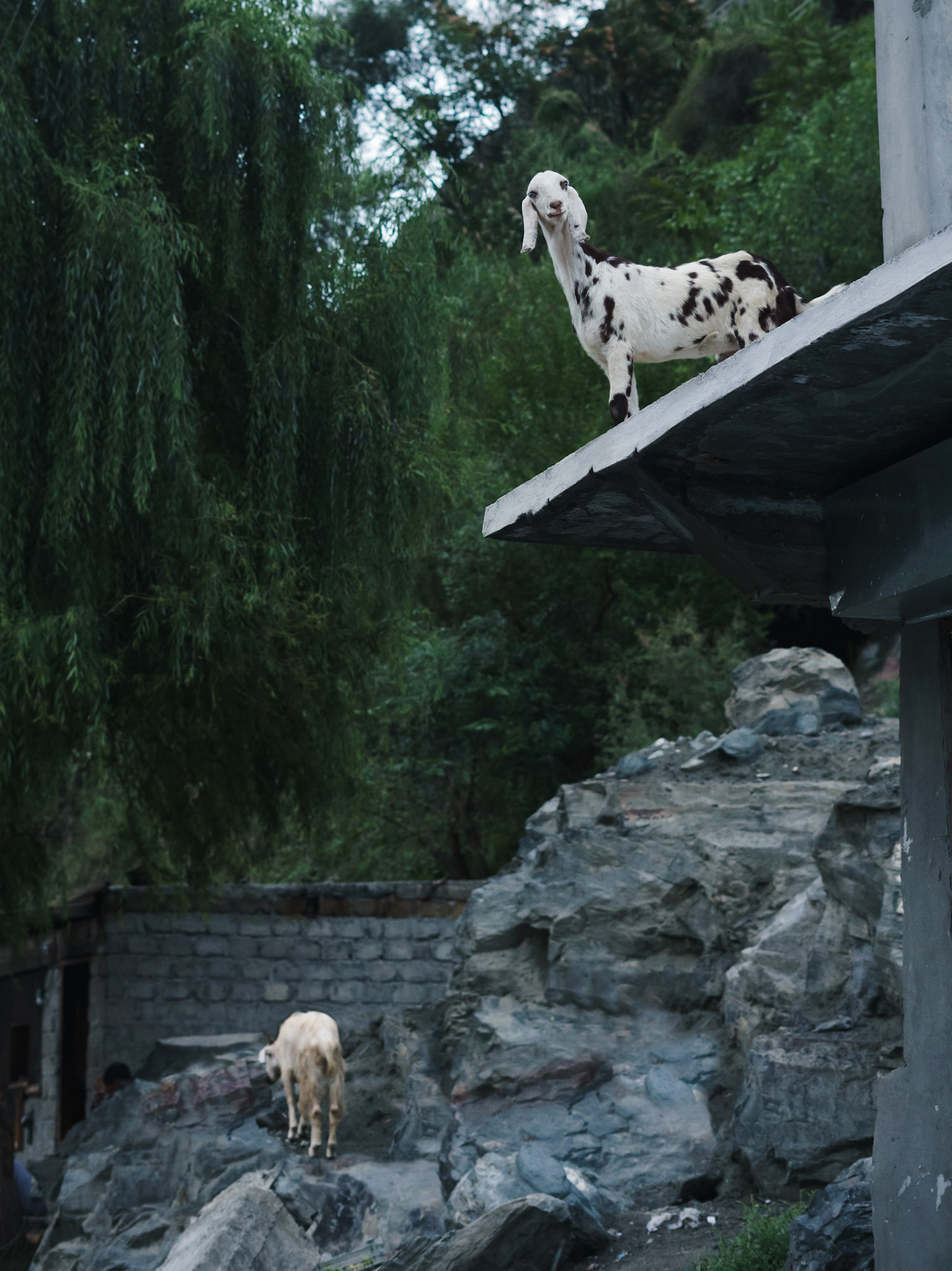 "Amazing Creatures": Nagar District, Gilgit Baltistan, Pakistan. August 2022.