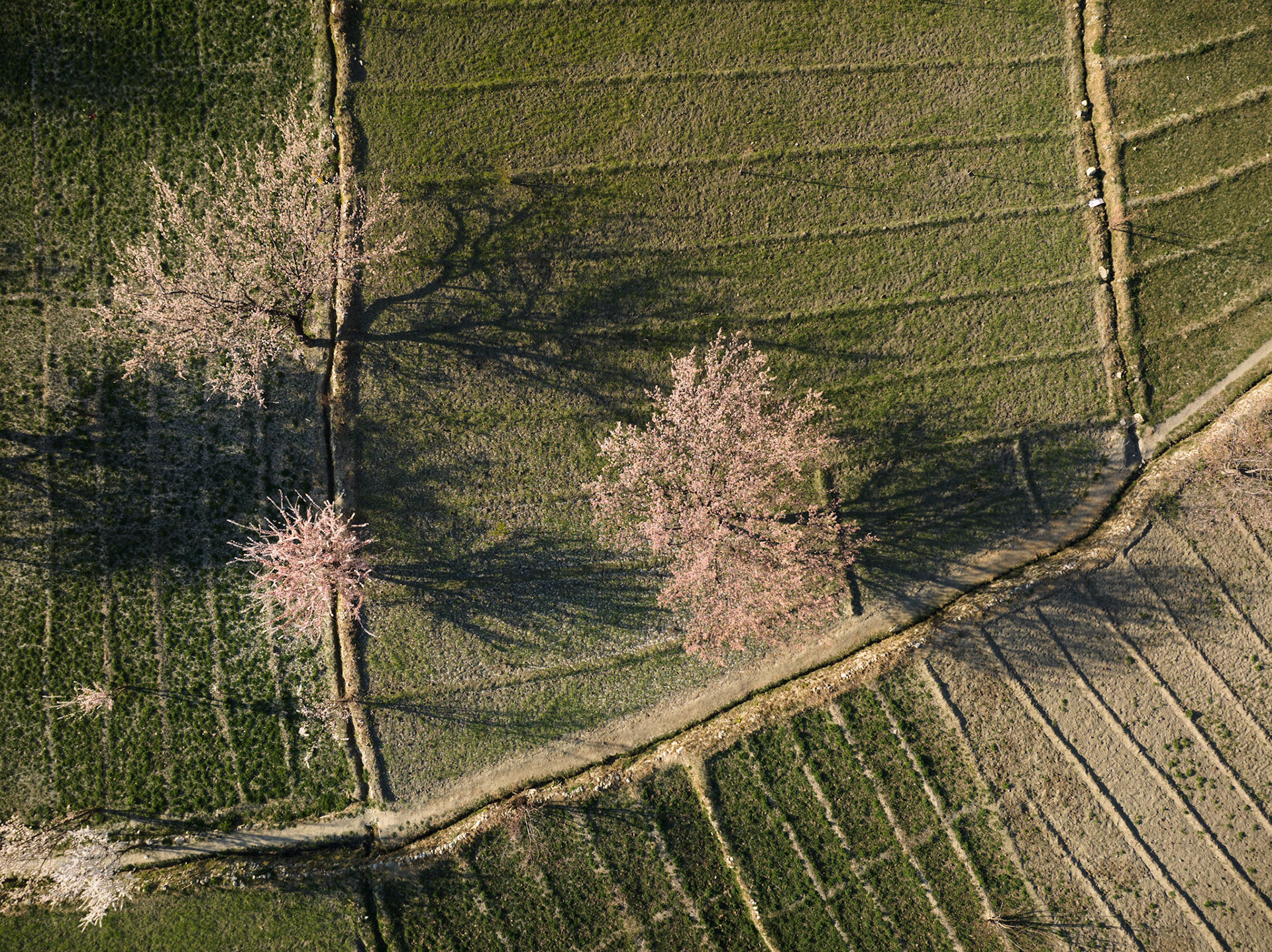 Aerial view of blooming apriciot trees in Aliabad, Hunza Valley, Gilgit Baltistan, Pakistan
