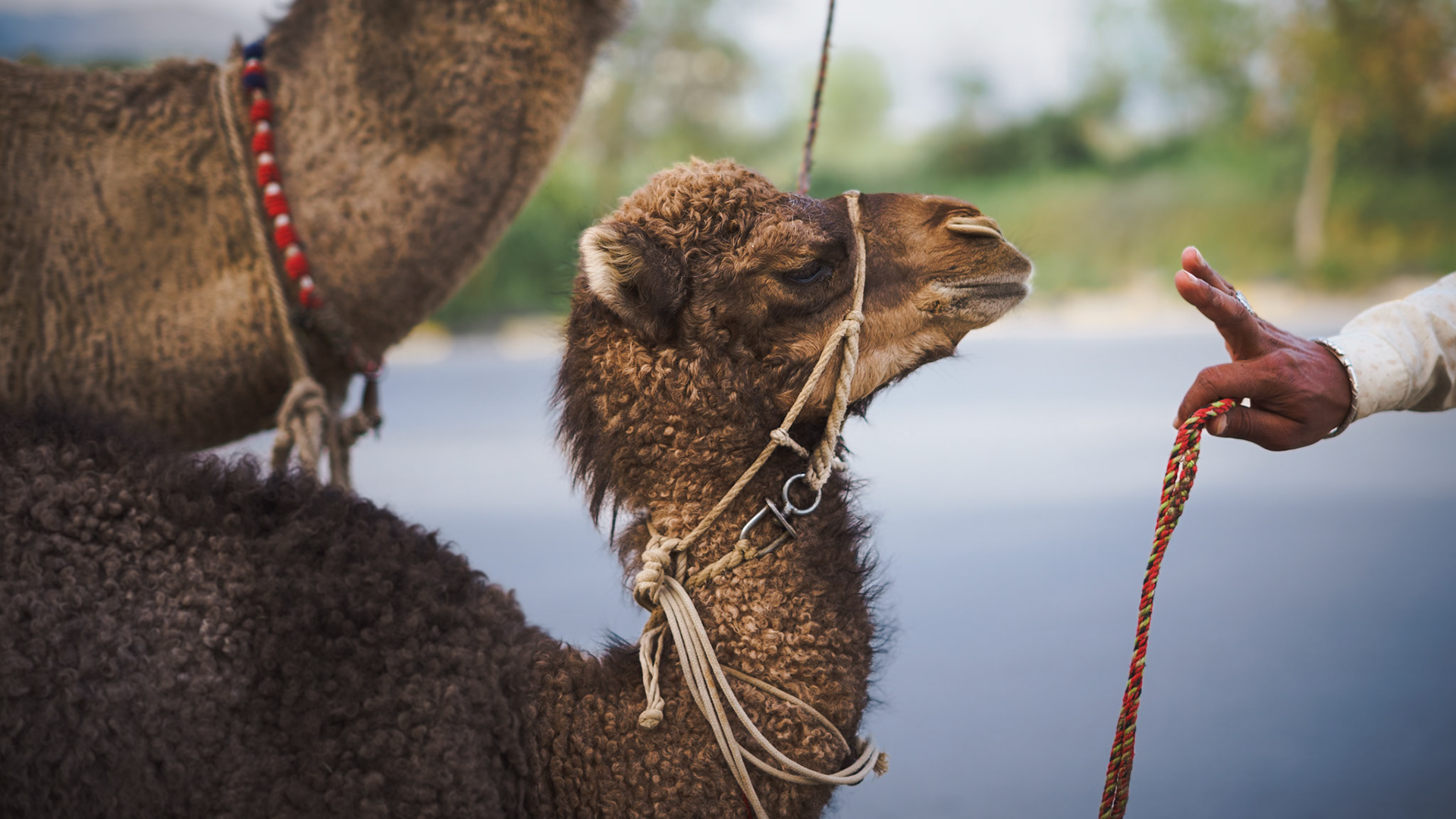 "Camels in Islamabad": Islamabad, Pakistan, March 2022. Reference 3.