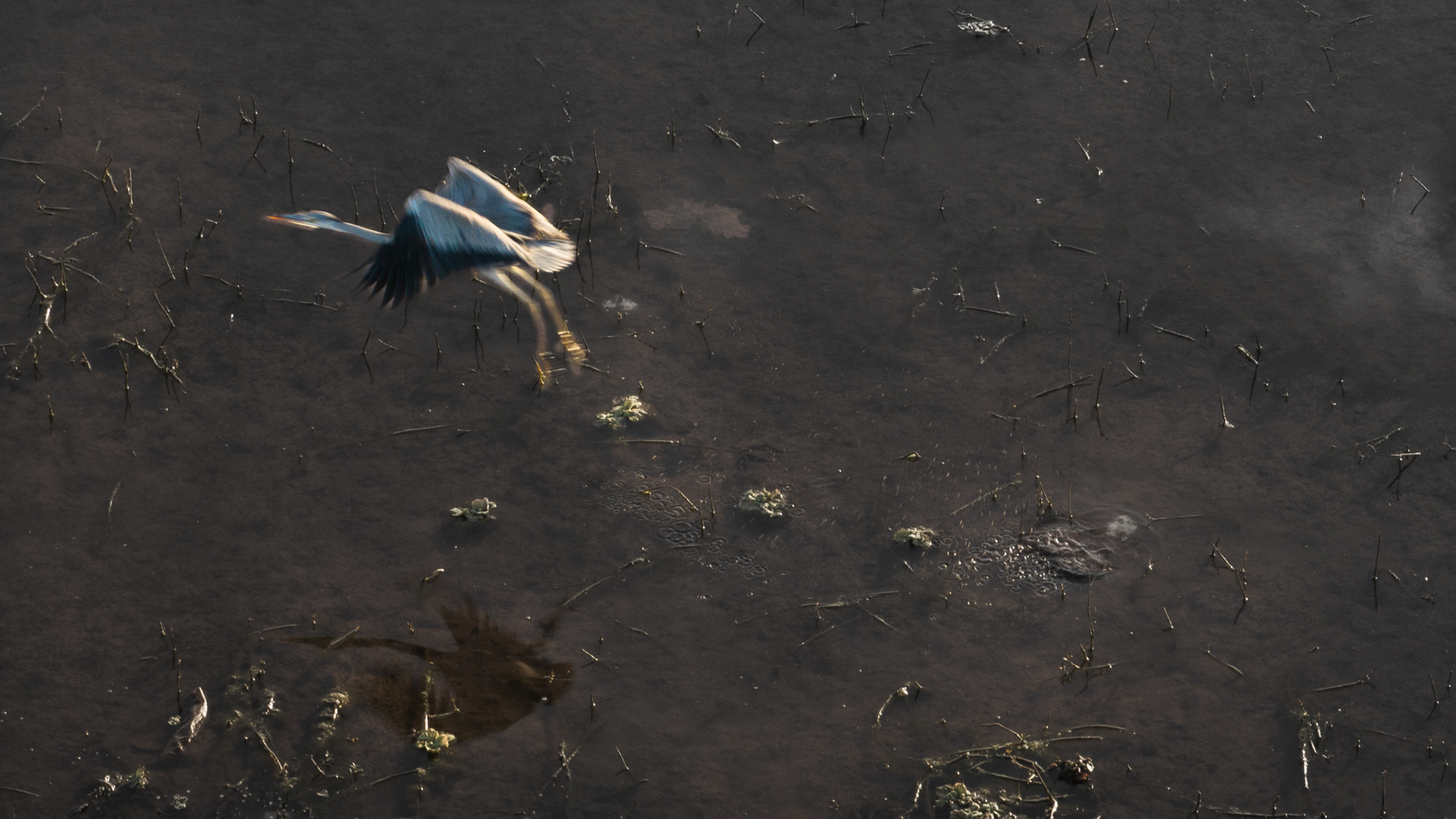 "Great Blue Heron". Bani Gala, Pakistan, January 2023.