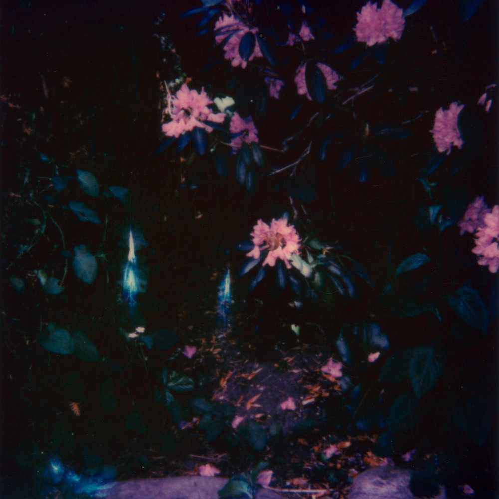 Strange weather in the garden, that was full of purple, green and violet