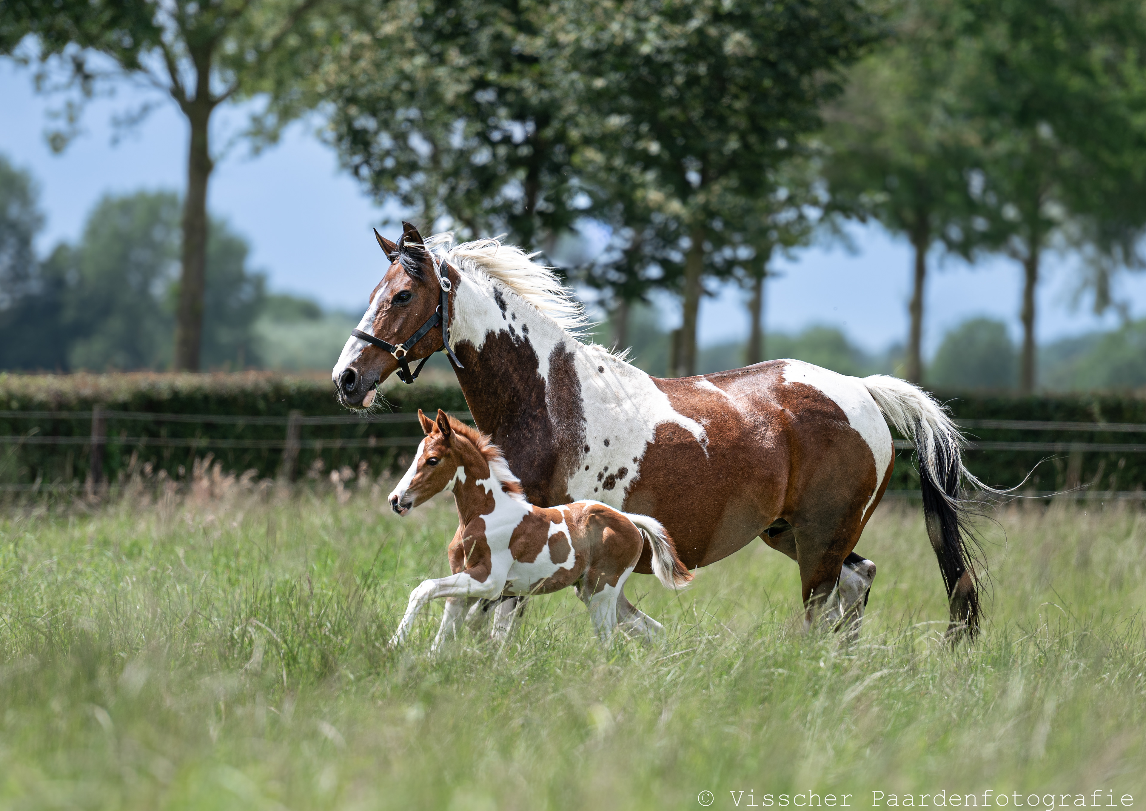 NPRS paard met veulen in de wei, gefotografeerd door Diane Visscher