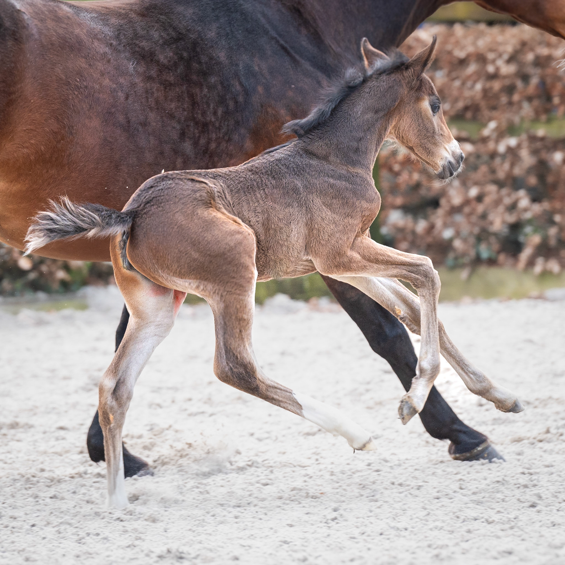 Liv, veulen gefotografeerd door Visscher Paardenfotografie