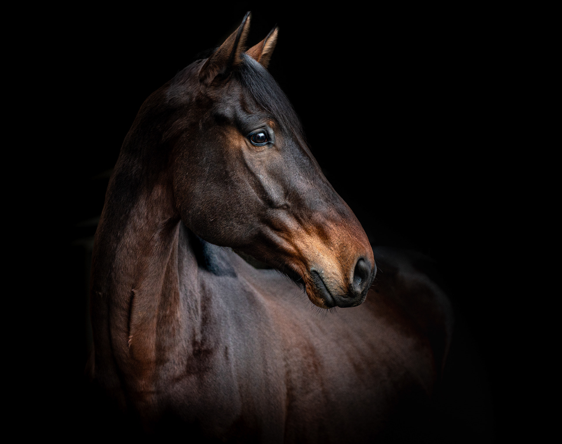Blackfoto van Royal, contactpagina Visscher paardenfotografie