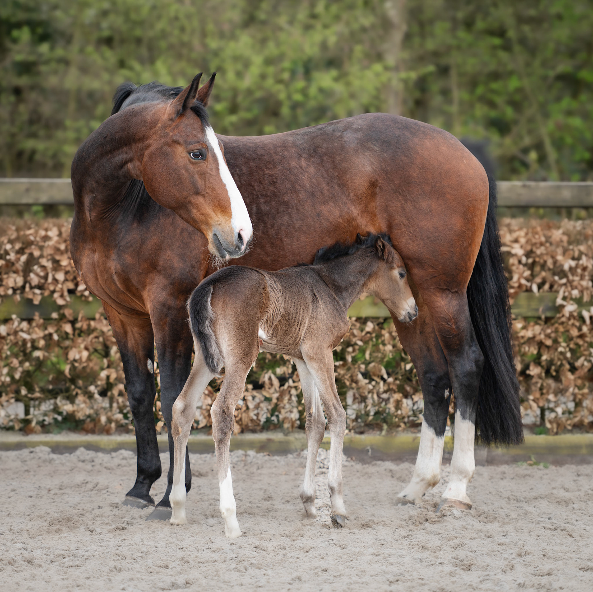 Paard Brownie met haar veulen Liv - Oost Nederland