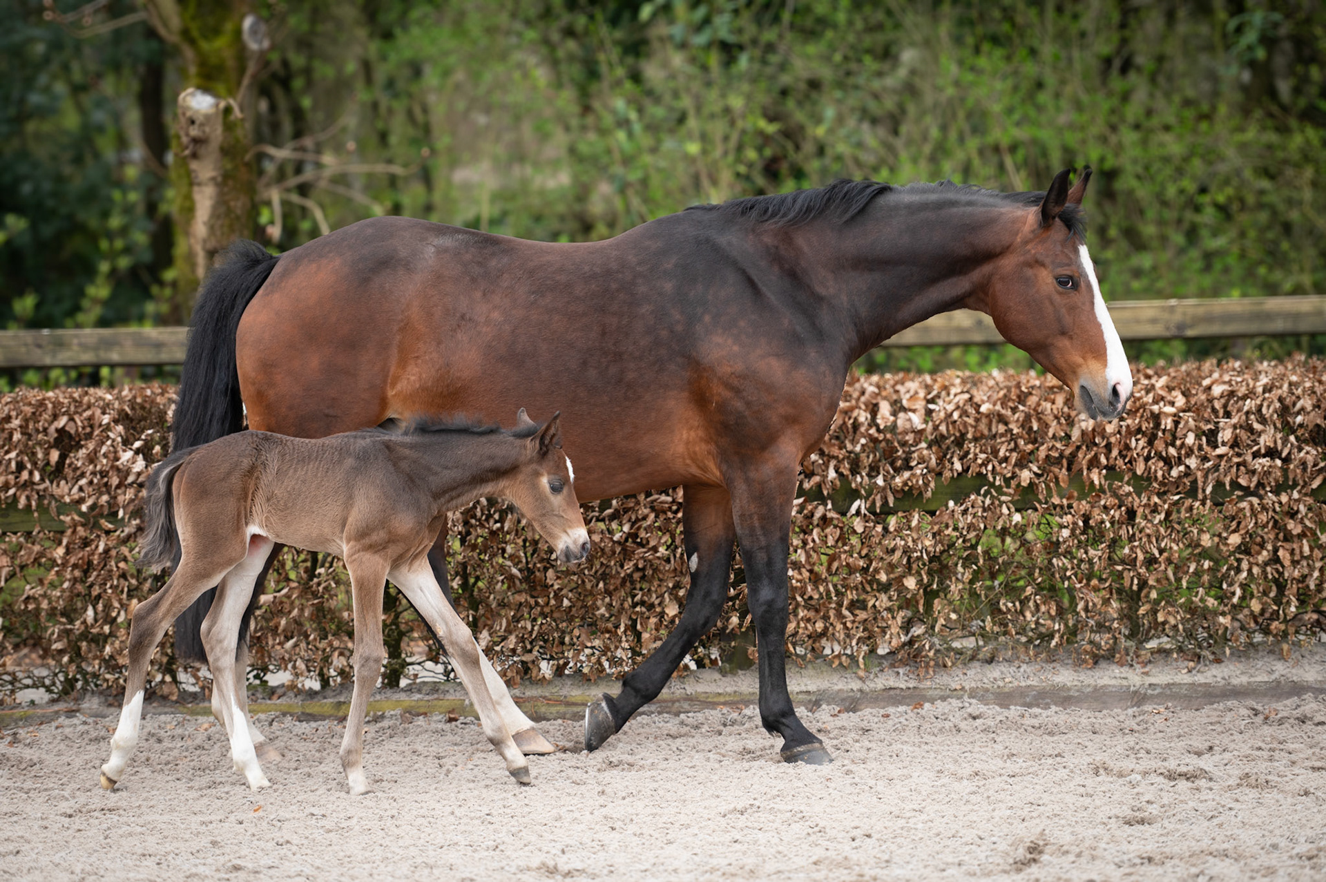 Brownie en Liv, paardenfotografie Oost-Nederland