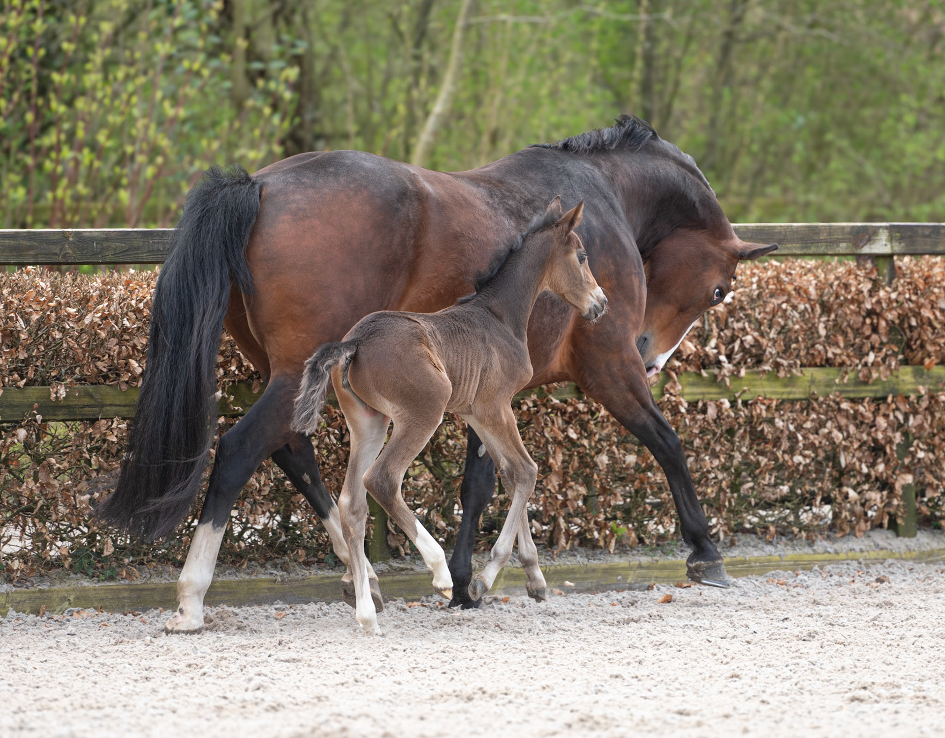 Merrie en veulen gefotografeerd tijdens een shoot bij de eigenaar thuis, Brownie en Liv. Door Diane Visscher - Paardenfotograaf