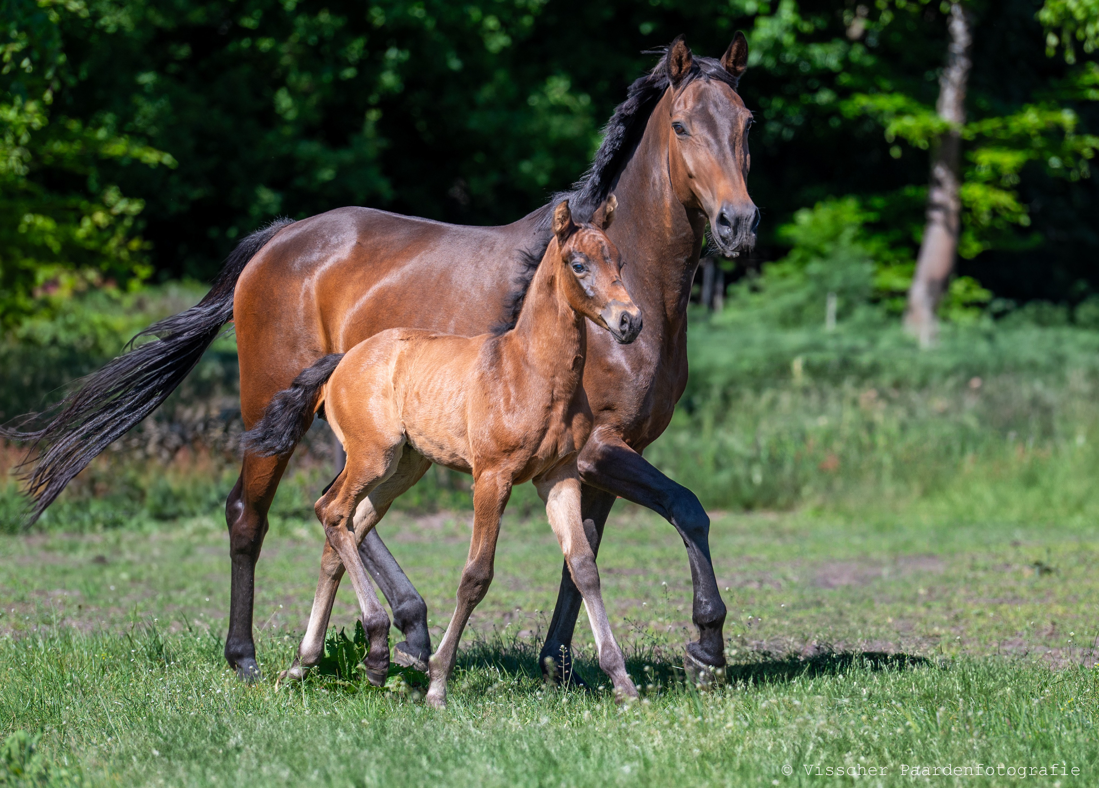 Merrie en veulen samen in het weiland - veulenfotografie door Diane Visscher, veulenfotograaf en paardenfotograaf Oost Nederland