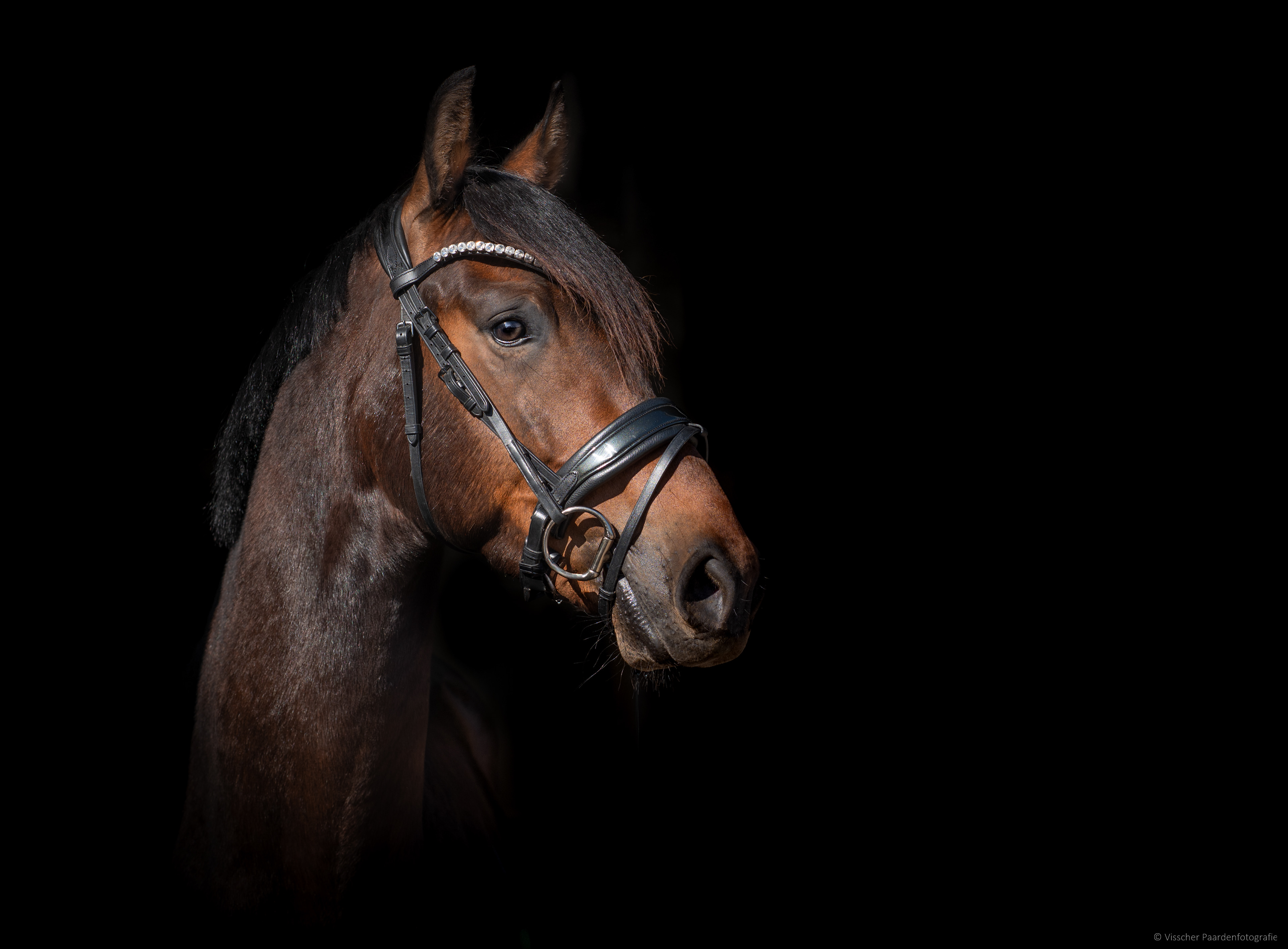 Show me Love, een blackfoto van het paard van Isabel