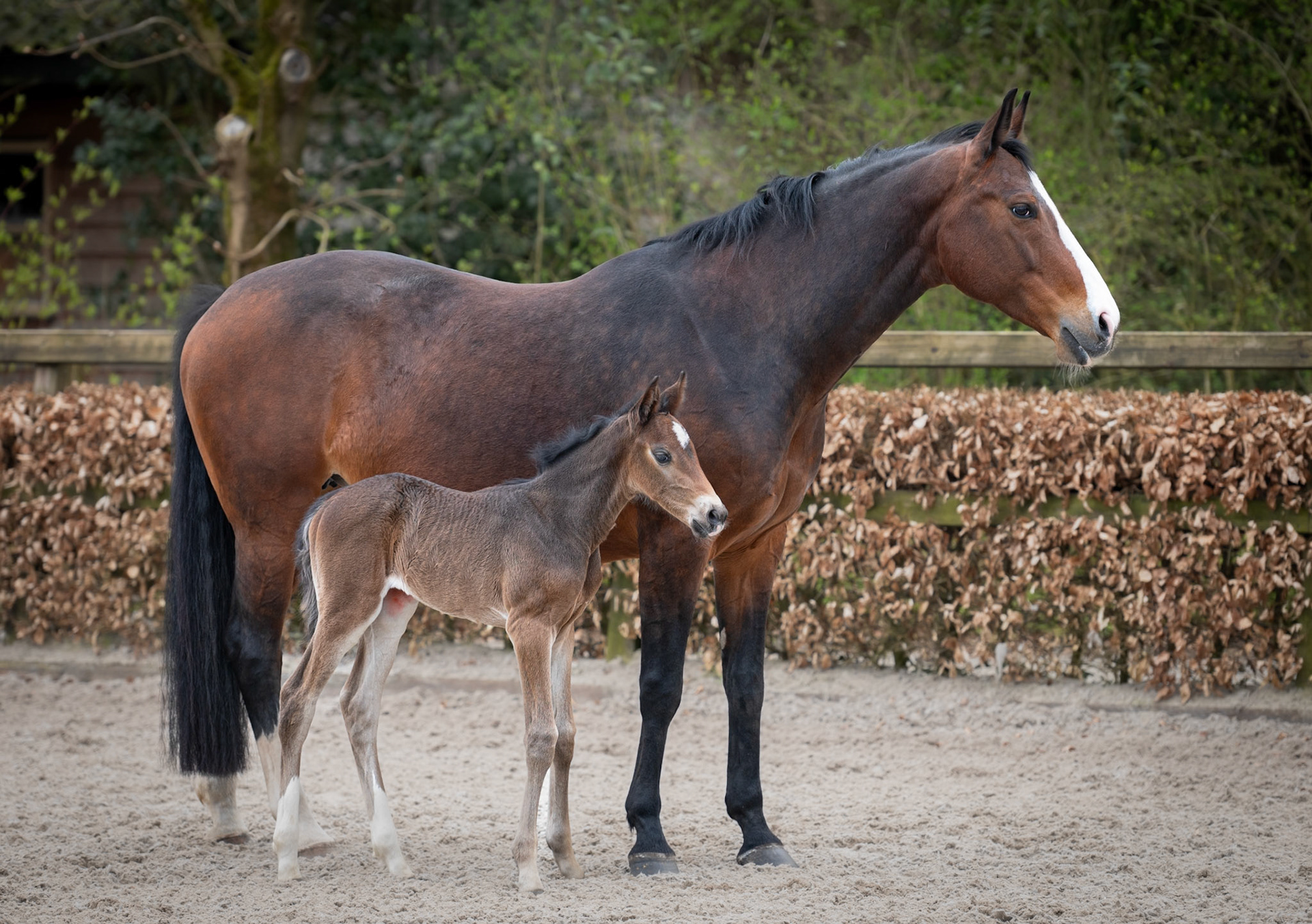 Paard Brownie met veulen Liv, gefotografeerd door Diane Visscher - Veulen en paardenfotograaf