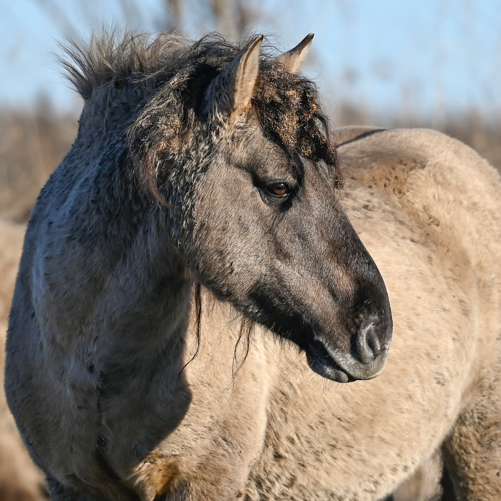 Konikpaarden Oostvaardersveld - Visscher Paardenfotografie