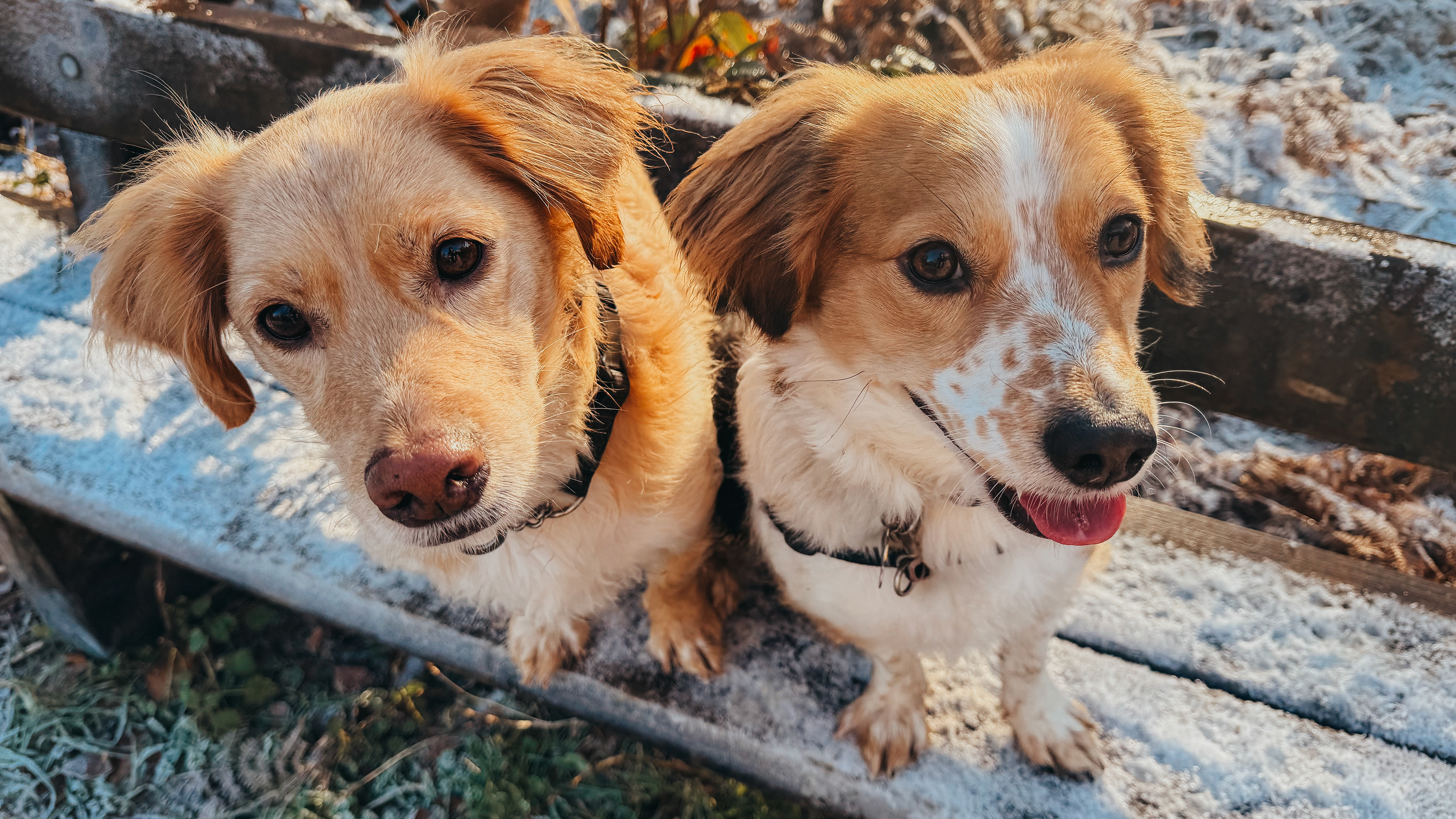 My doggos