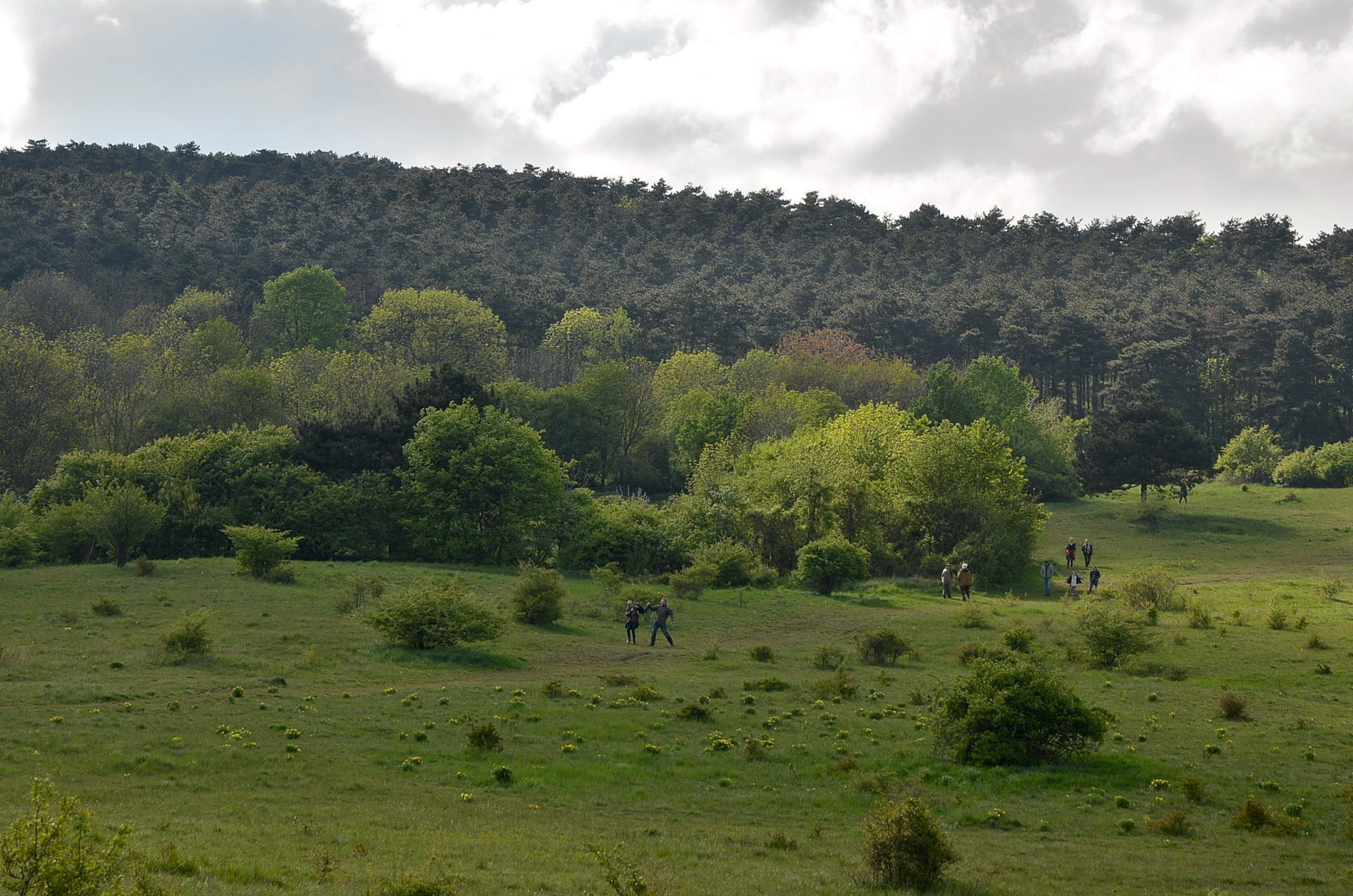 Perchtoldsdorfer Heide, NÖ, AT