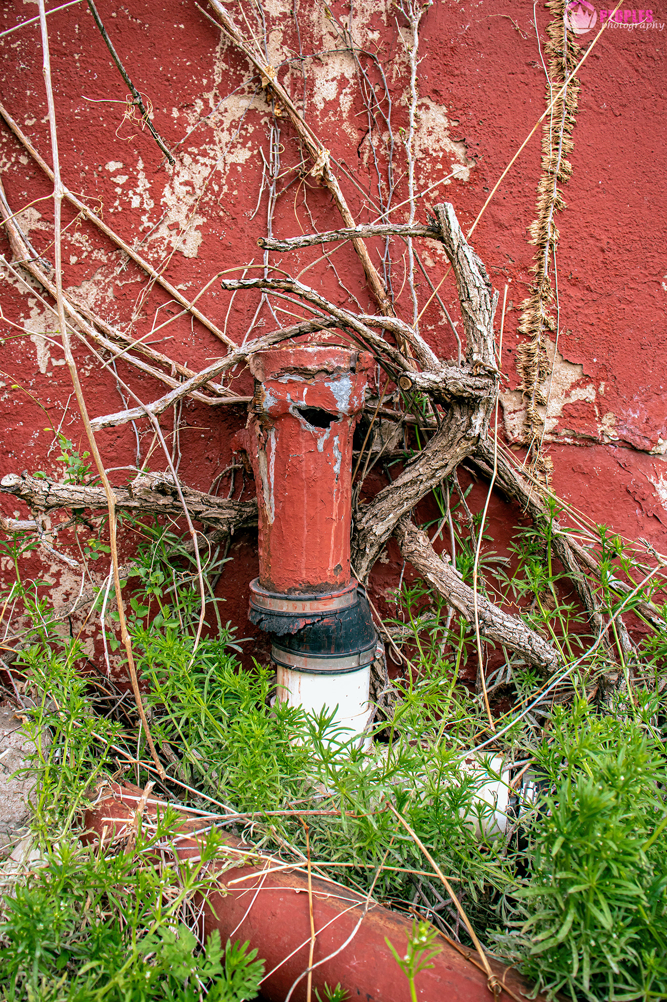 Nature Always Wins by: Rani Peoples