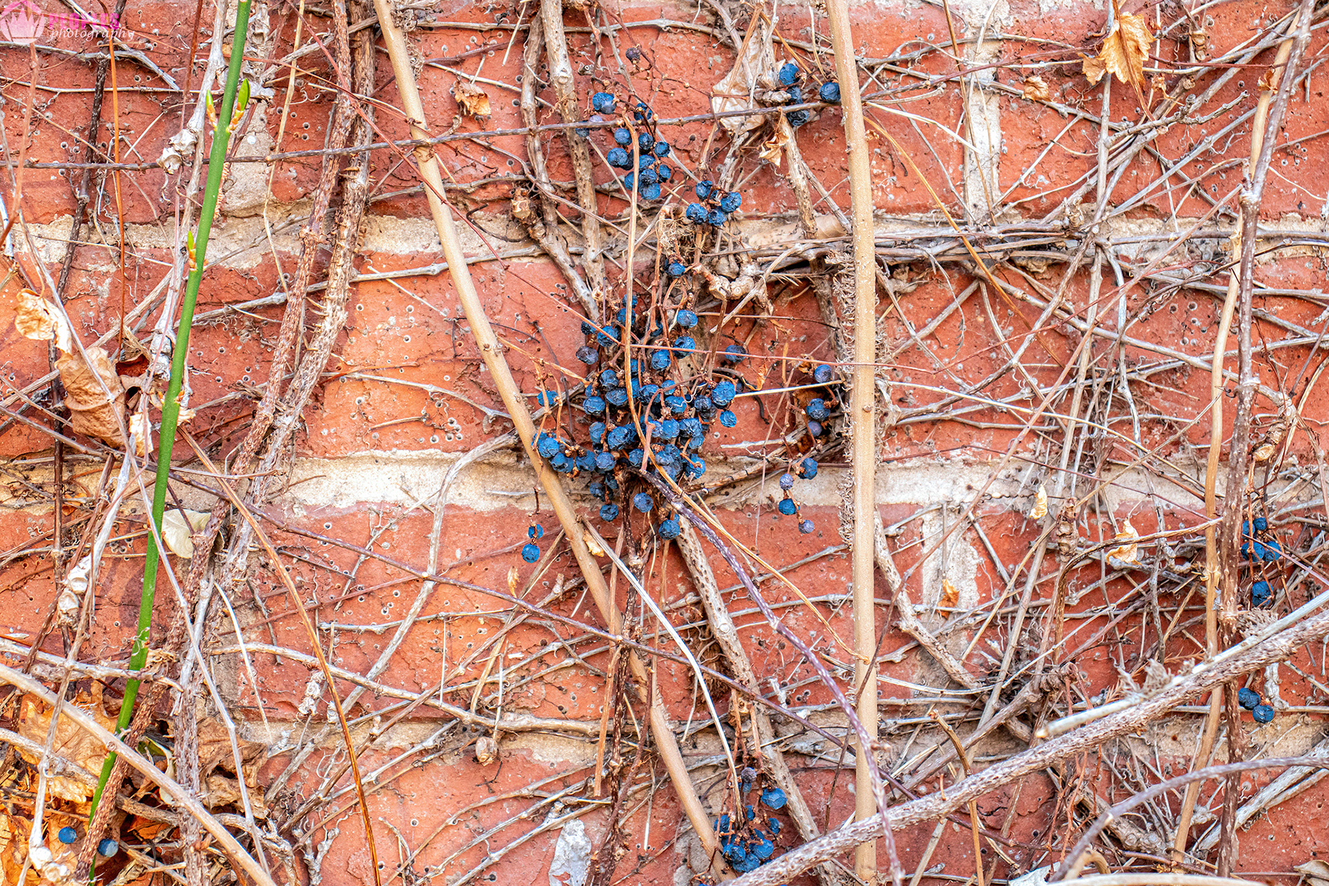 Nature Always Wins by: Rani Peoples
