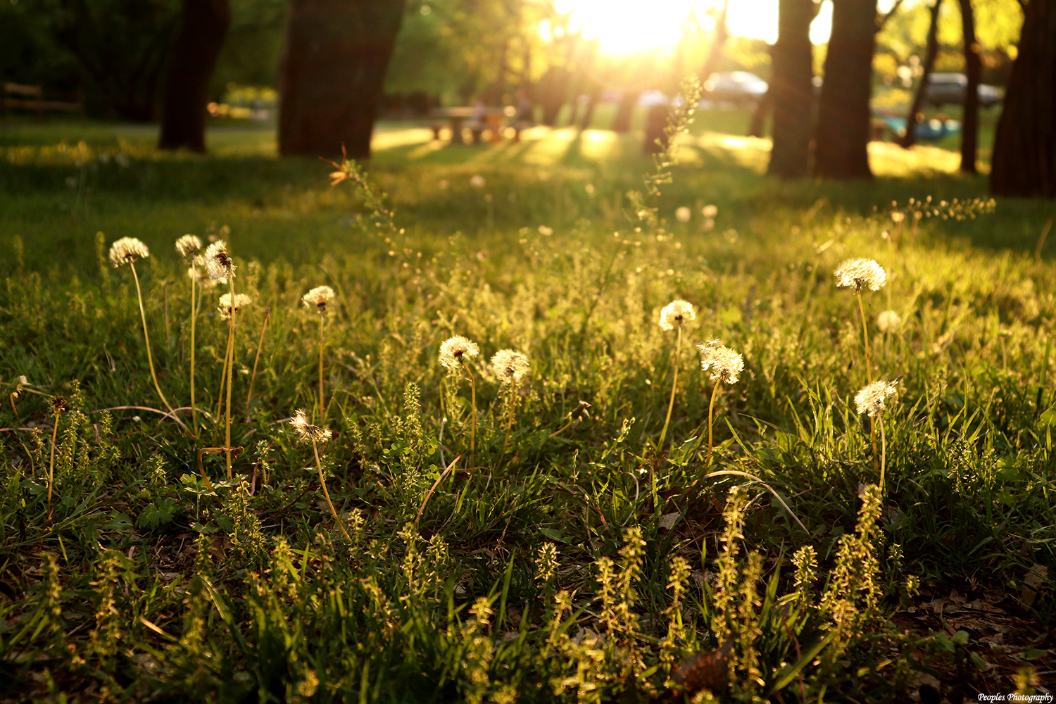 Sunny Dandelions