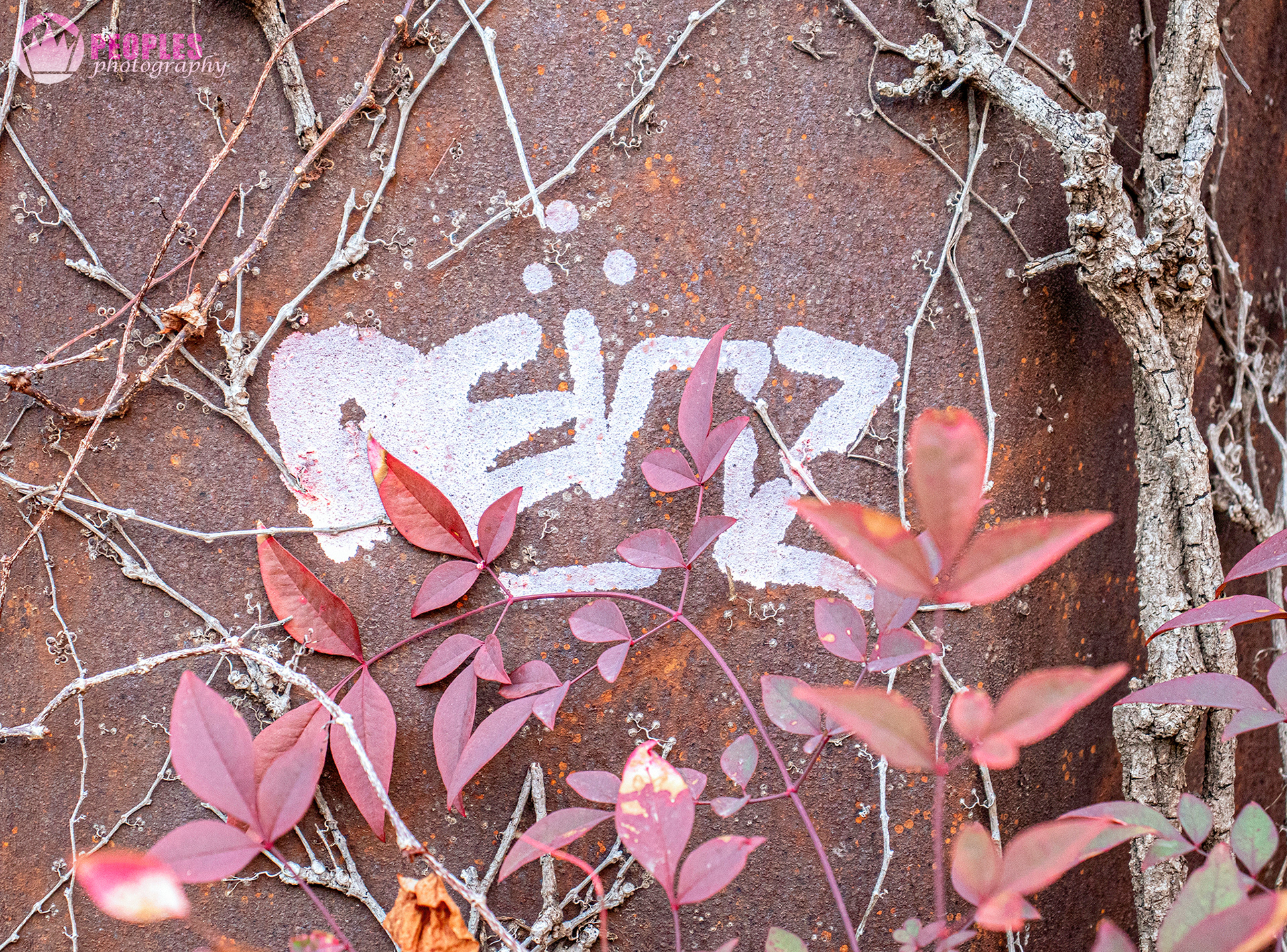 Nature Always Wins by: Rani Peoples