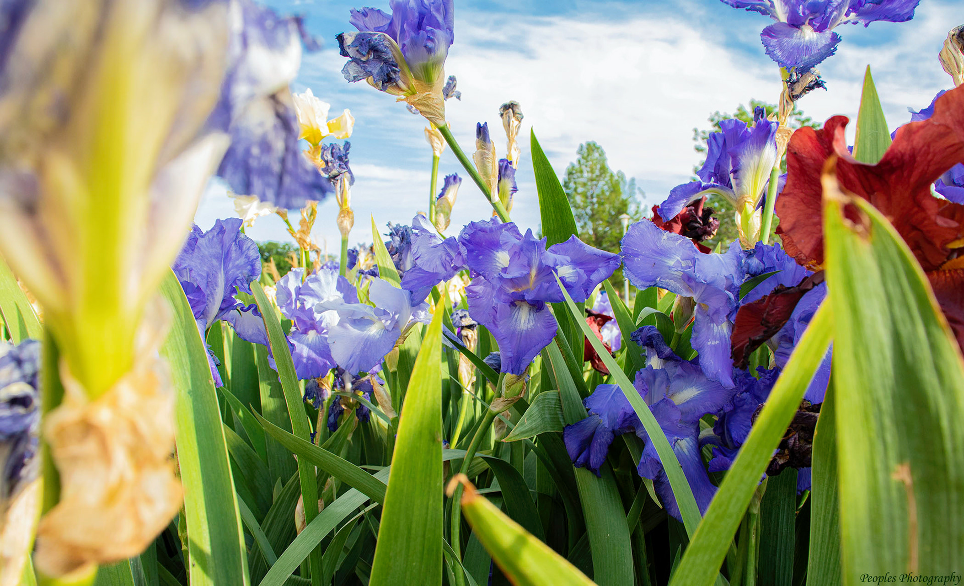 Lake Flowers