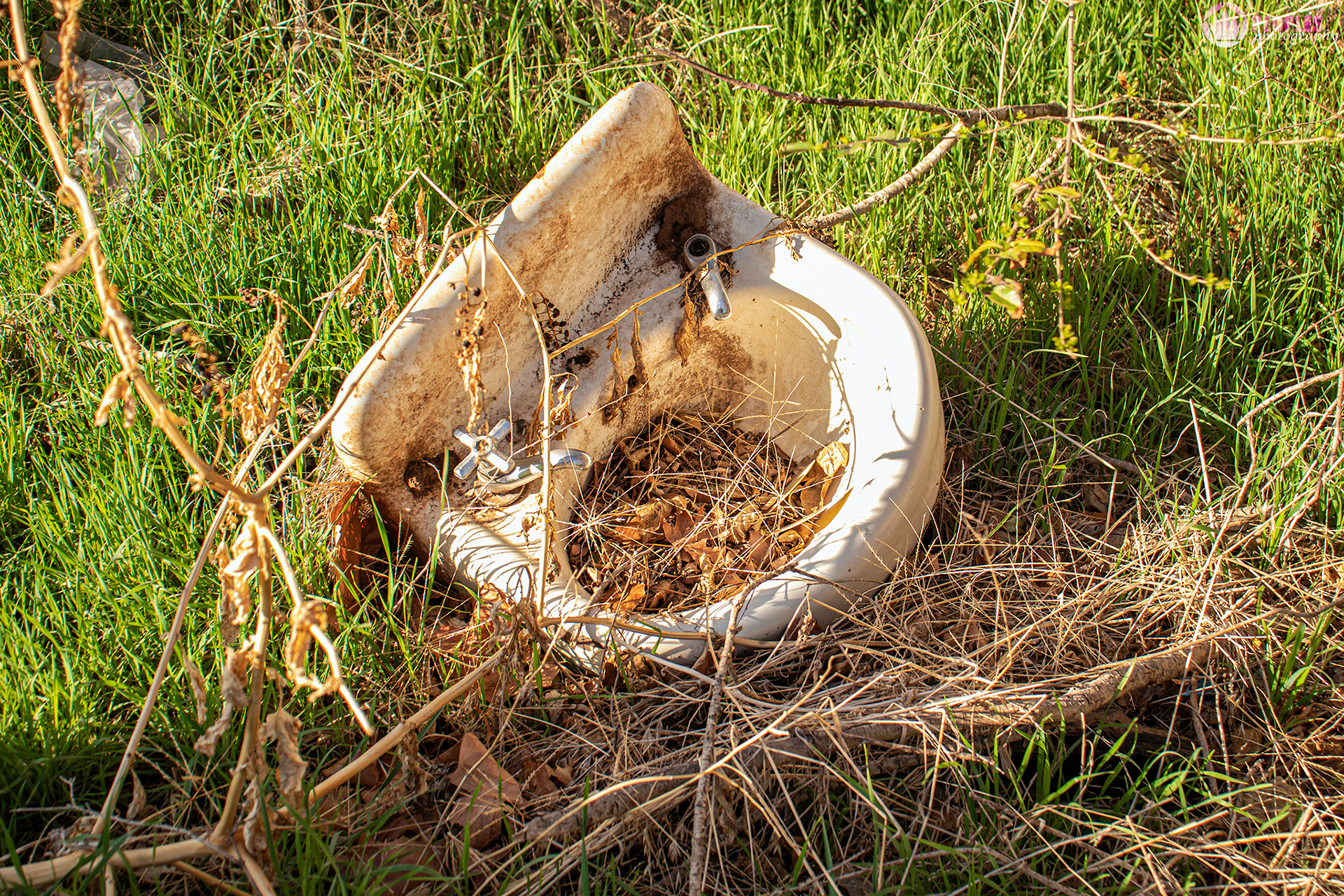 Nature Always Wins by: Rani Peoples