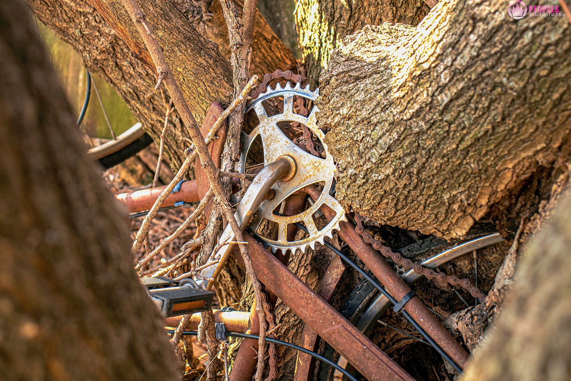 Nature Always Wins by: Rani Peoples