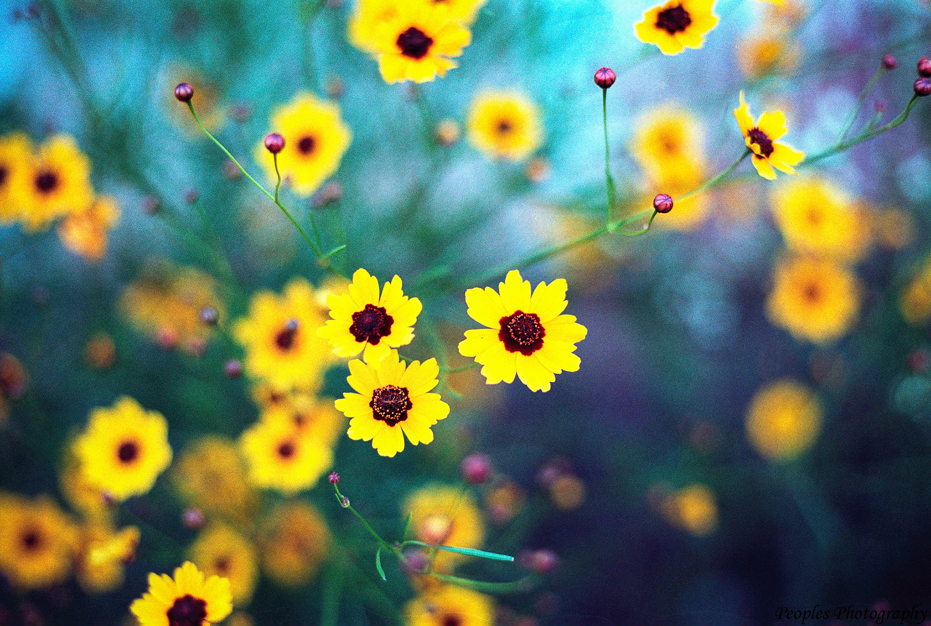 Film Flowers