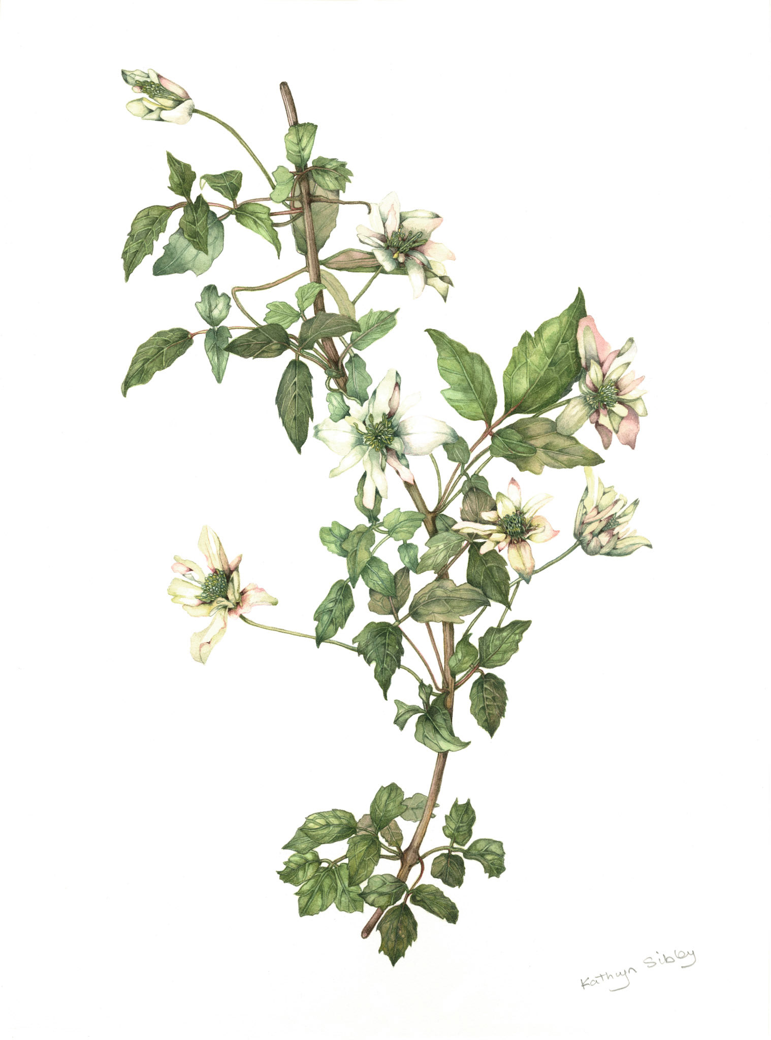 Clematis montana "Marjorie"