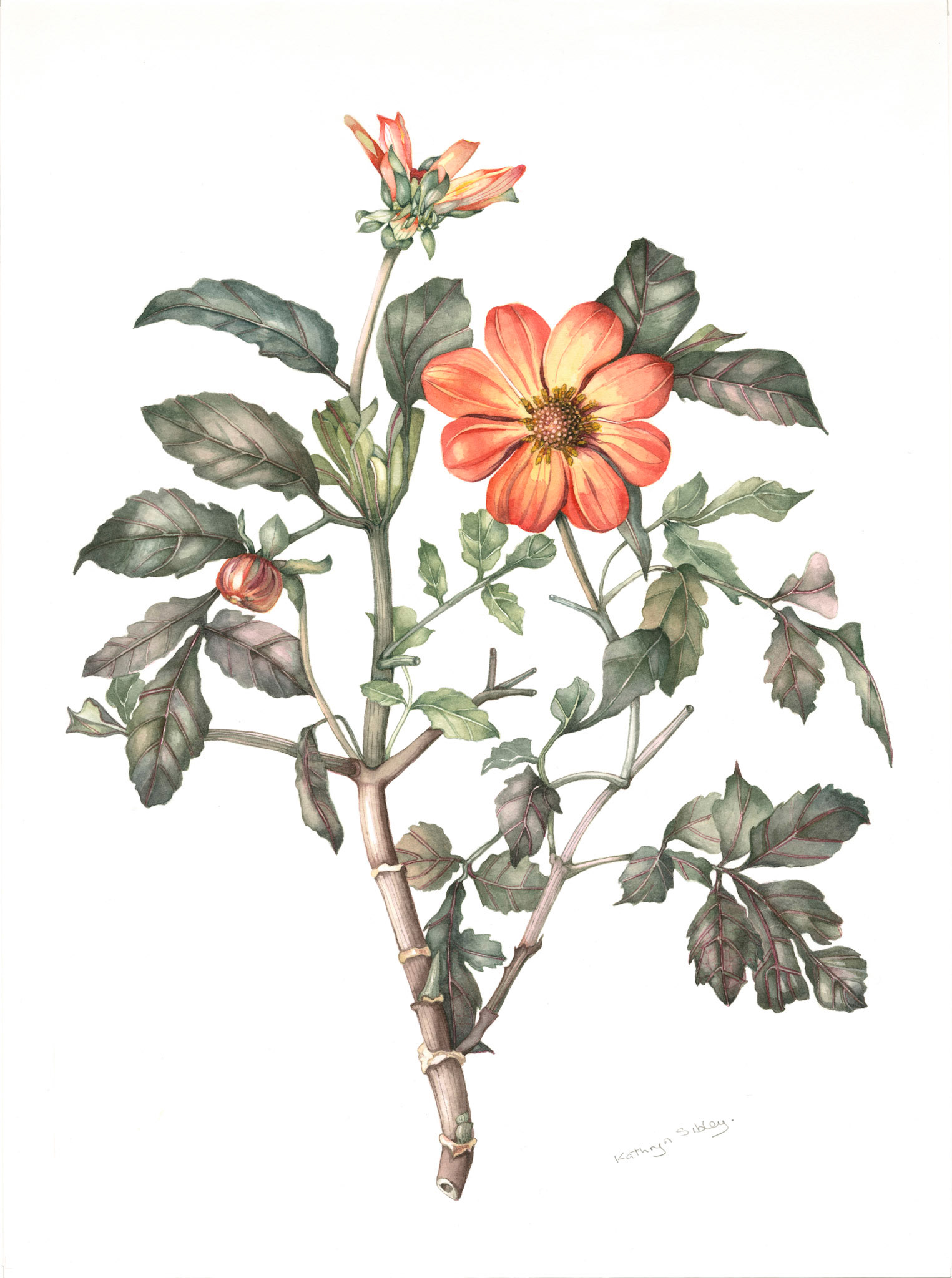 Dahlia "Mystic Haze"