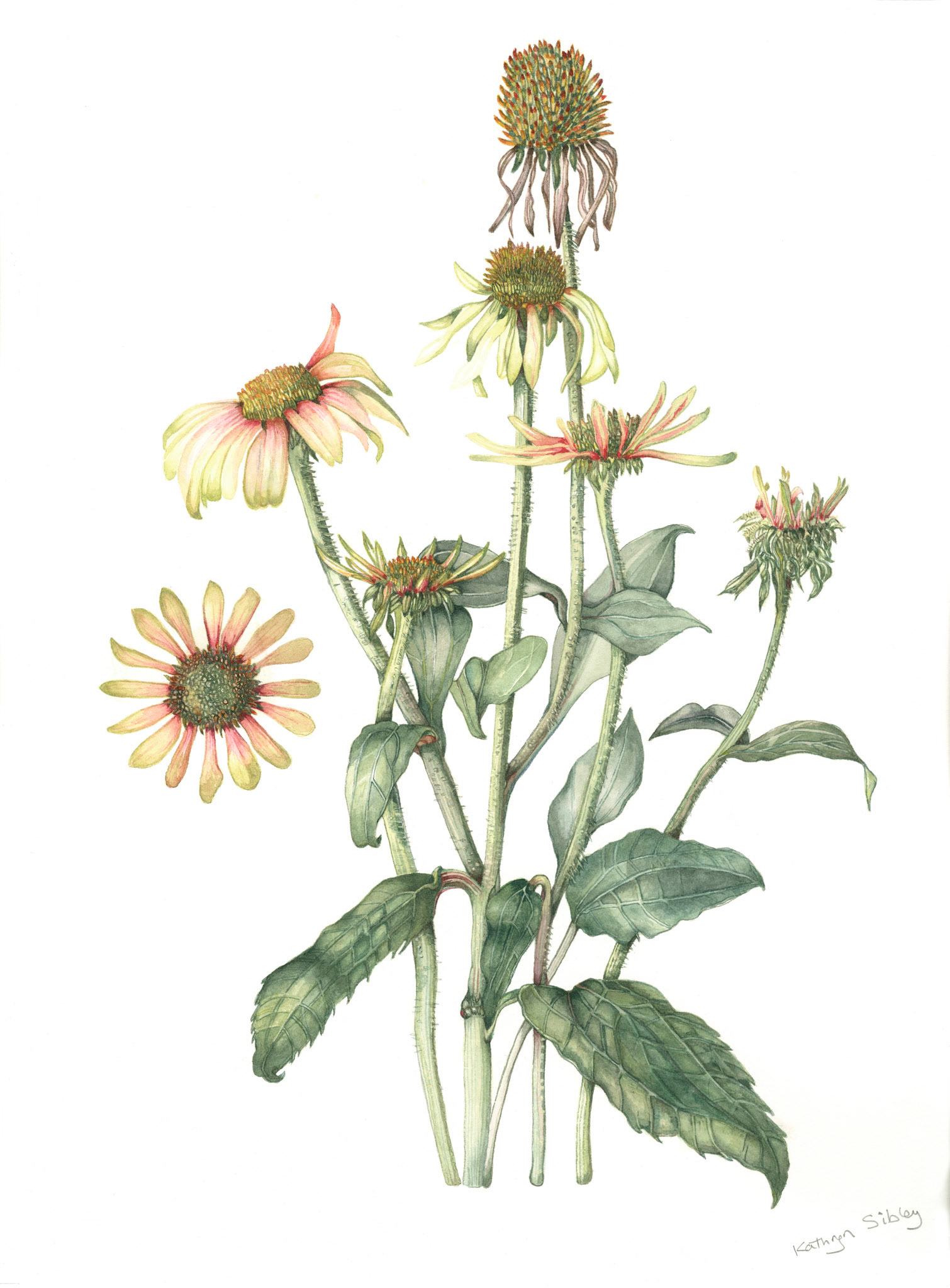 Echinacea purpurea "Green Twister"