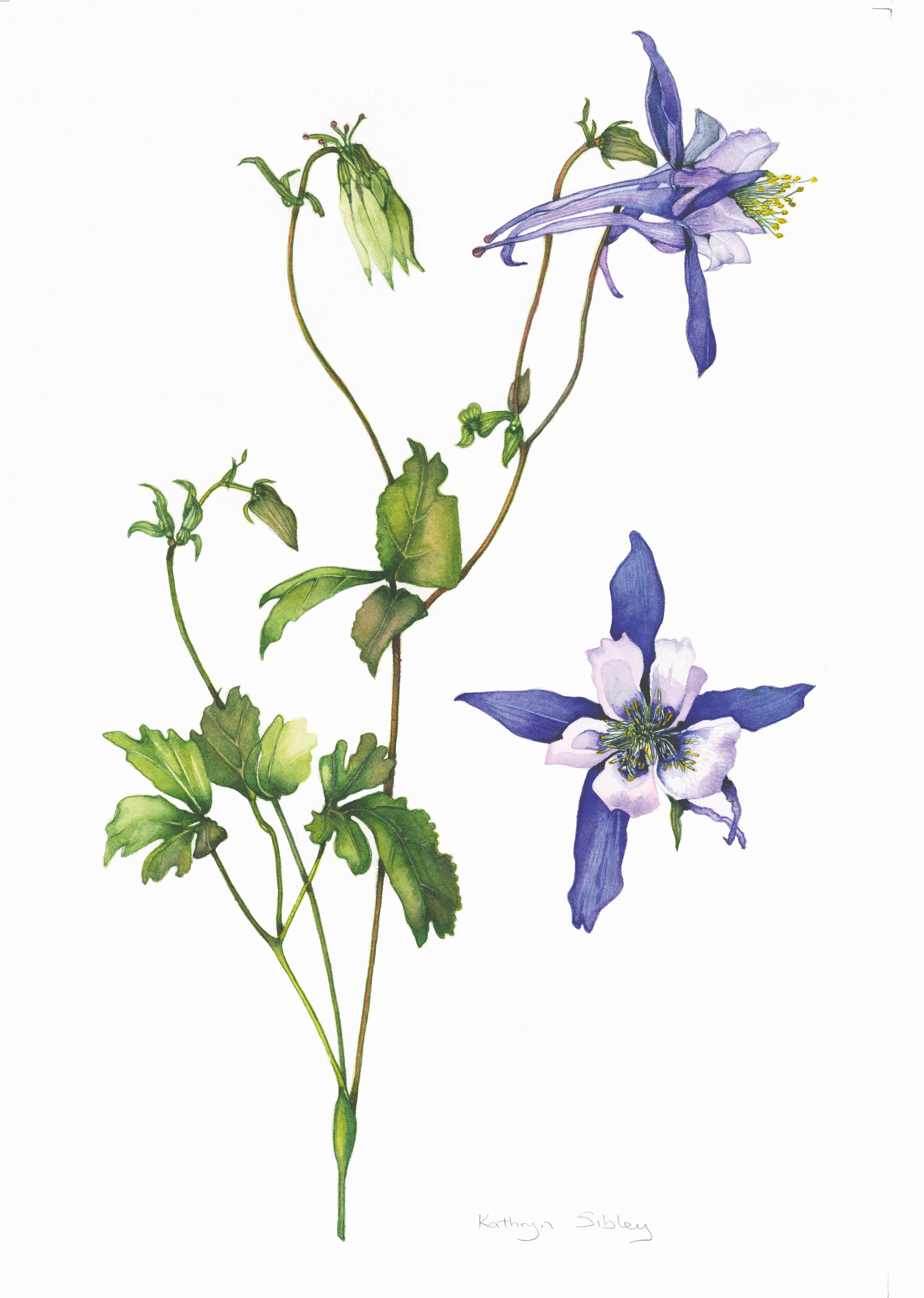 Aquilegia Blue Star